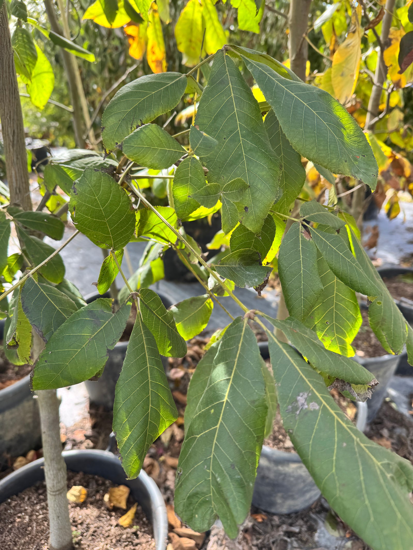 Shellbark Hickory