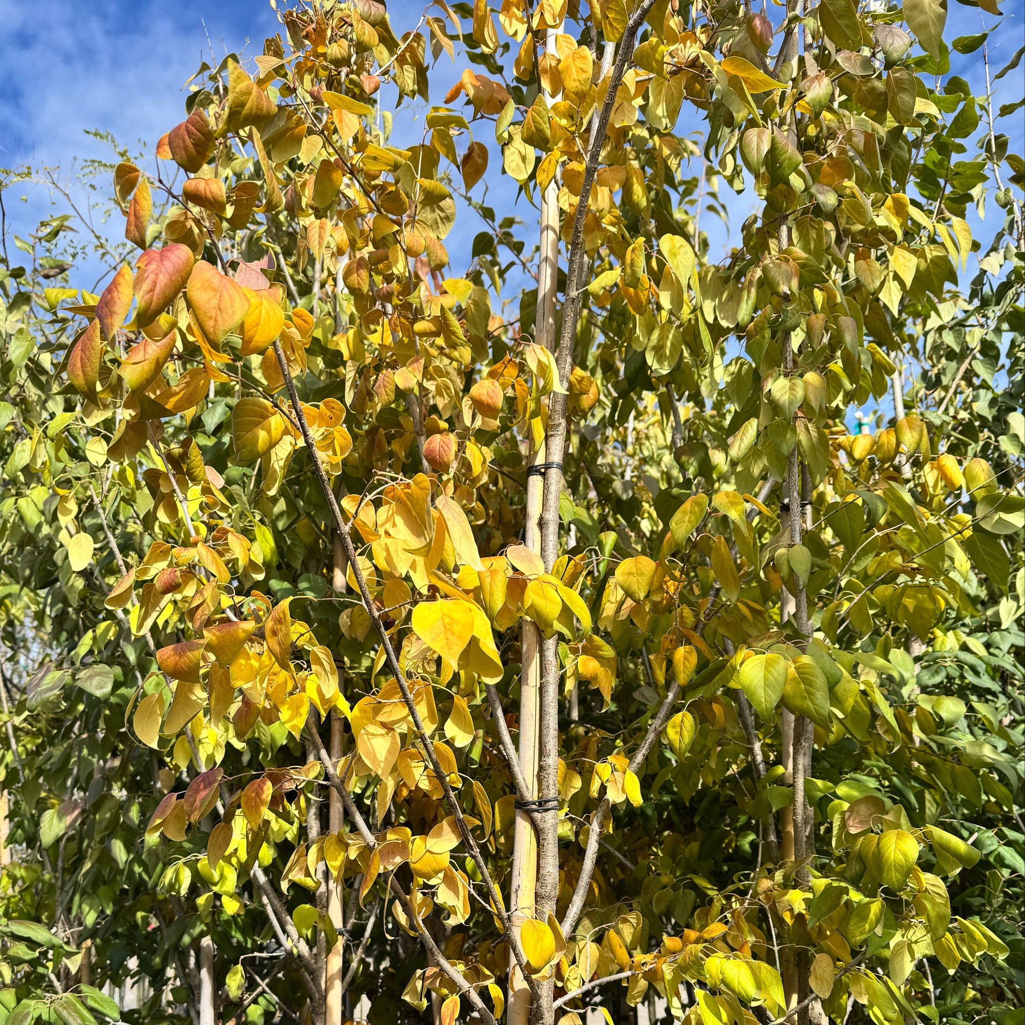 Beijing Gold™ Tree Lilac
