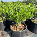 Dense Inkberry Holly