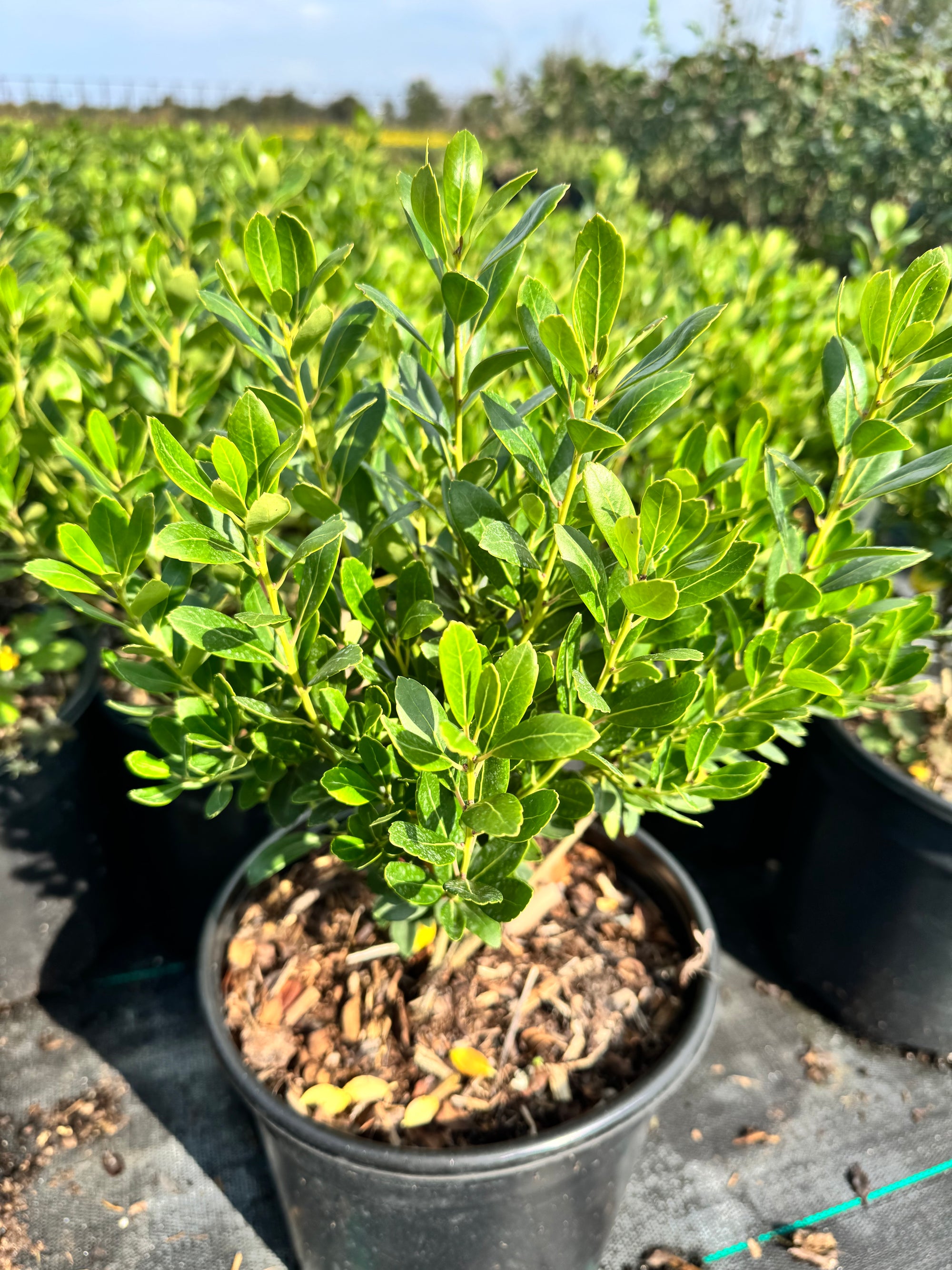 Dense Inkberry Holly