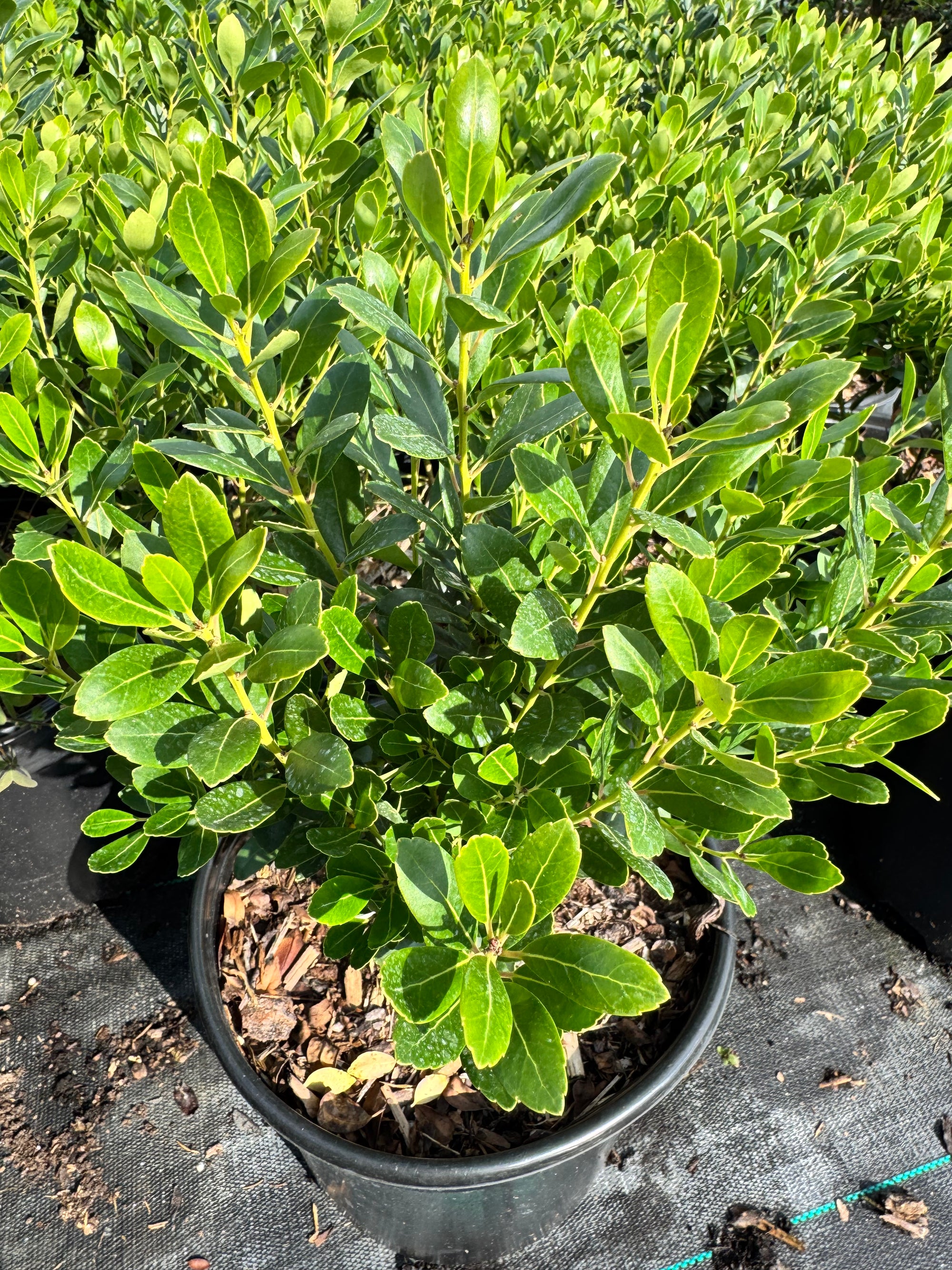 Dense Inkberry Holly