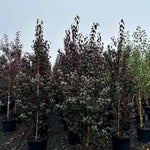 Crimson Pointe™ Flowering Plum