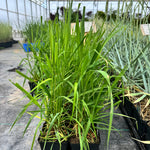 Canada Wild Rye