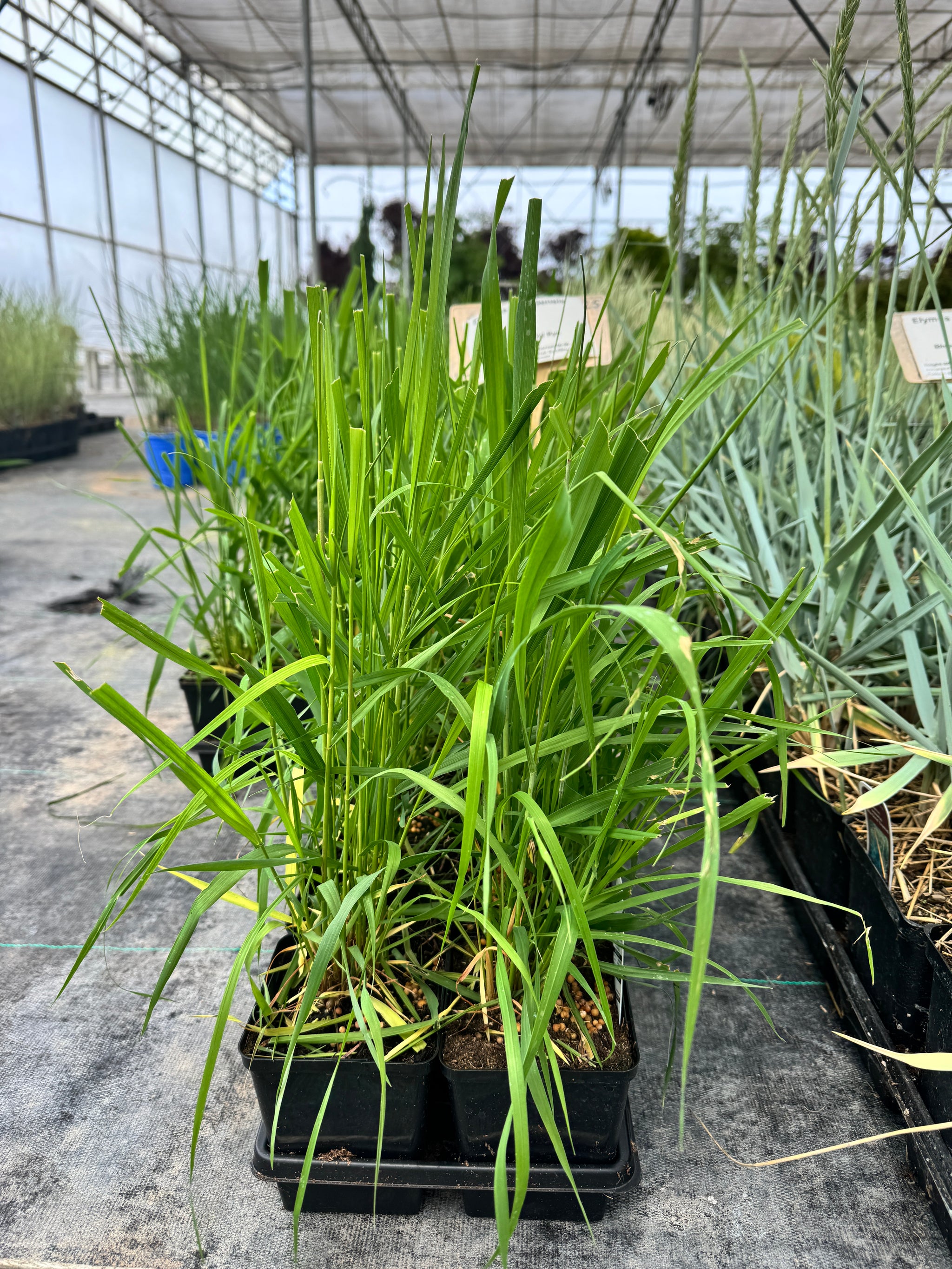 Canada Wild Rye