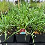 Icy Blue Canada Wild Rye