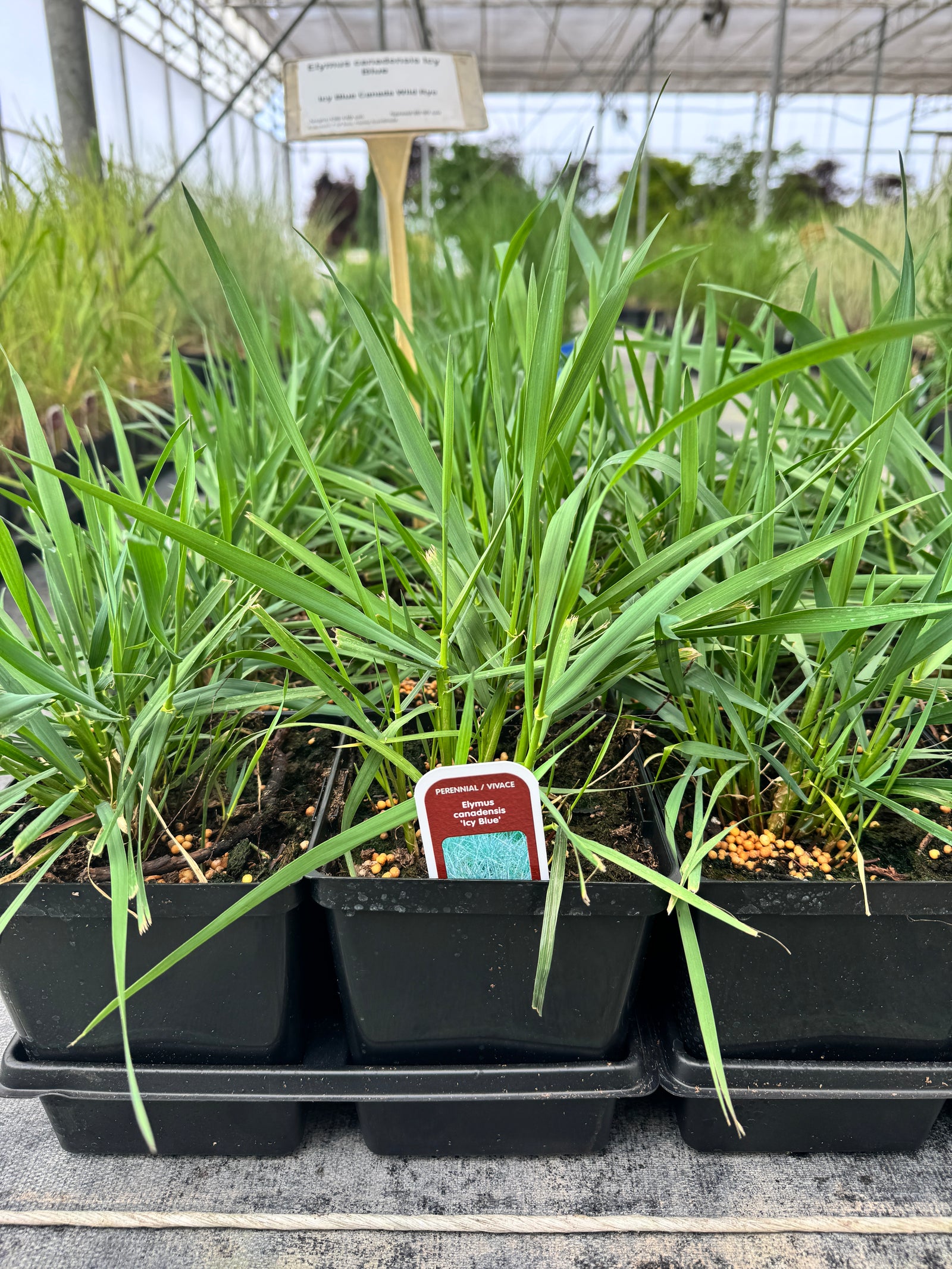 Icy Blue Canada Wild Rye
