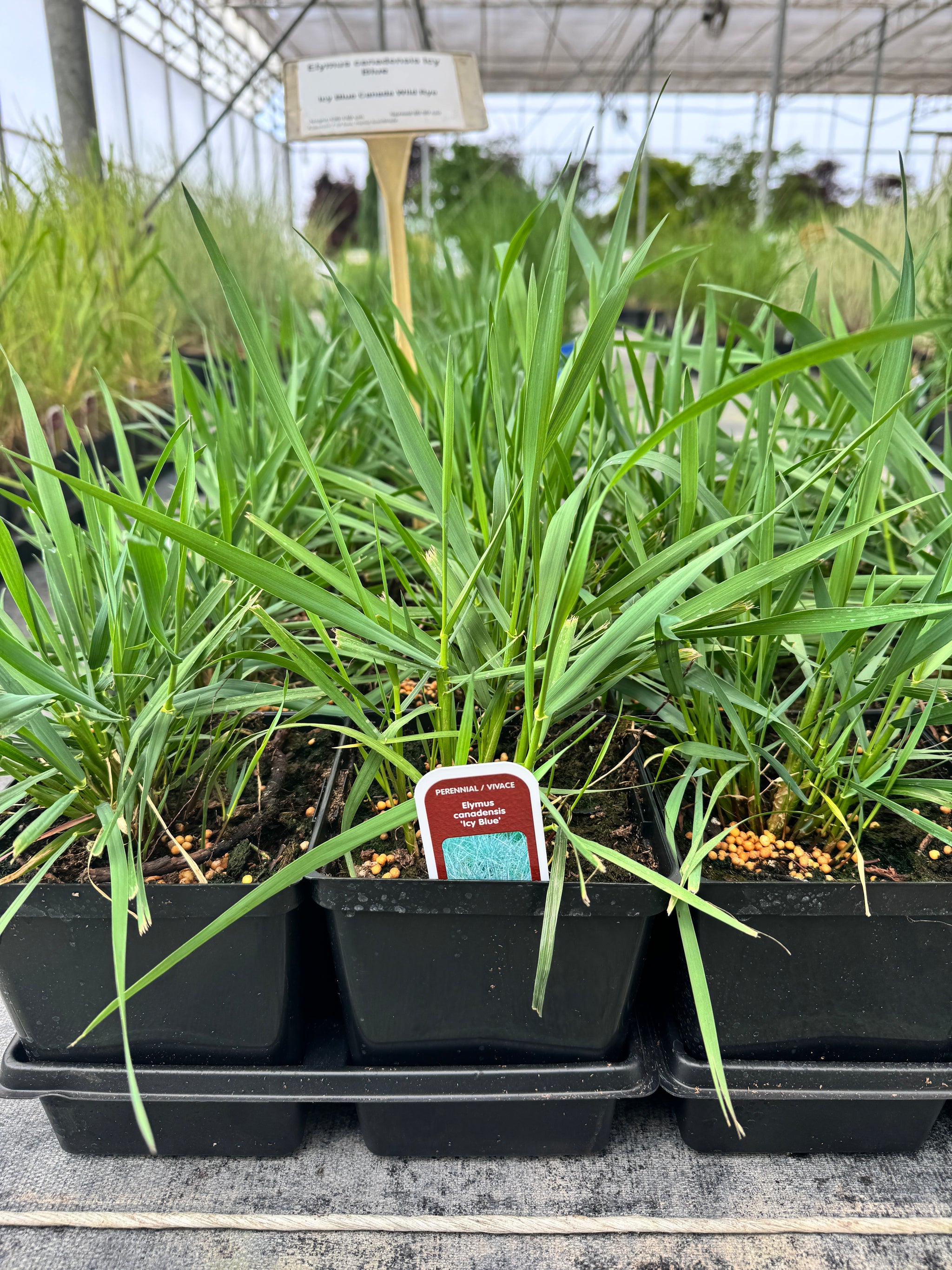 Icy Blue Canada Wild Rye