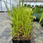Virginia Wild Rye