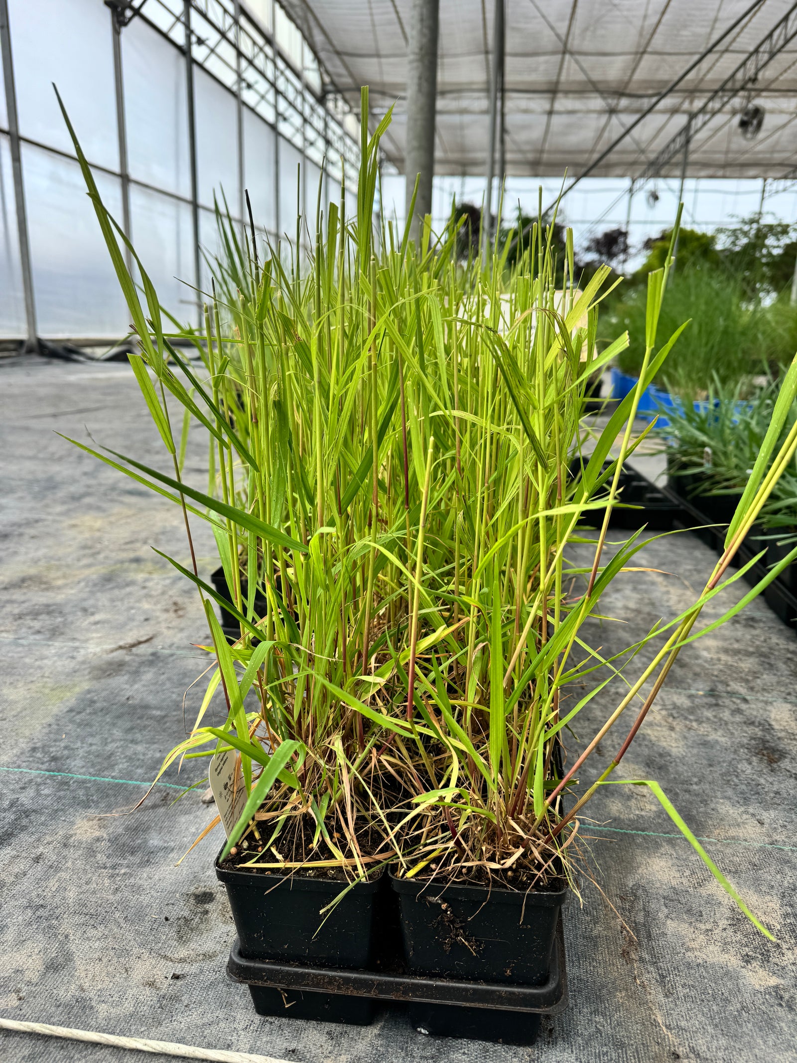 Virginia Wild Rye