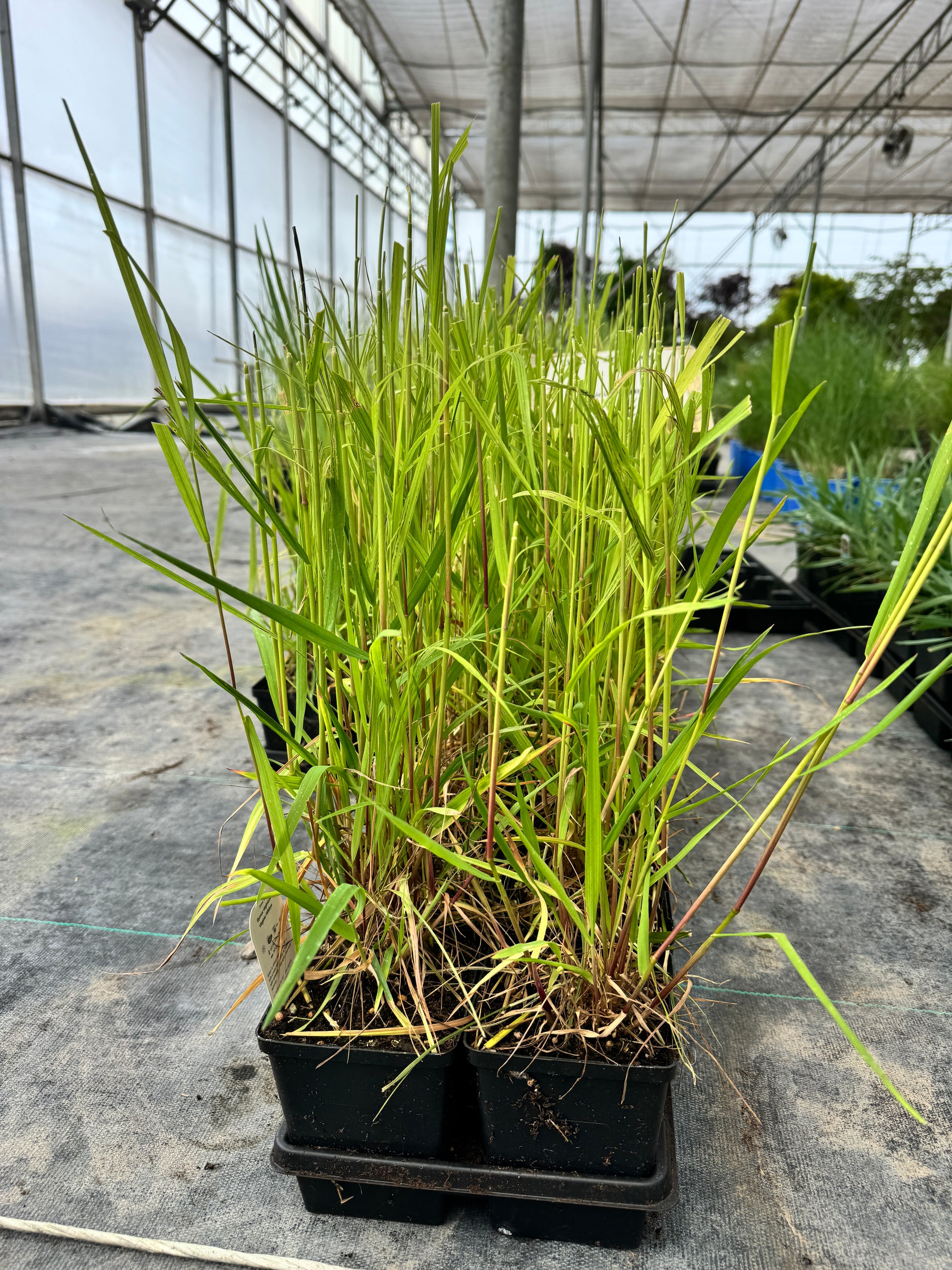 Virginia Wild Rye
