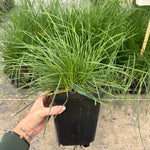 Gold Veil Tufted Hair Grass