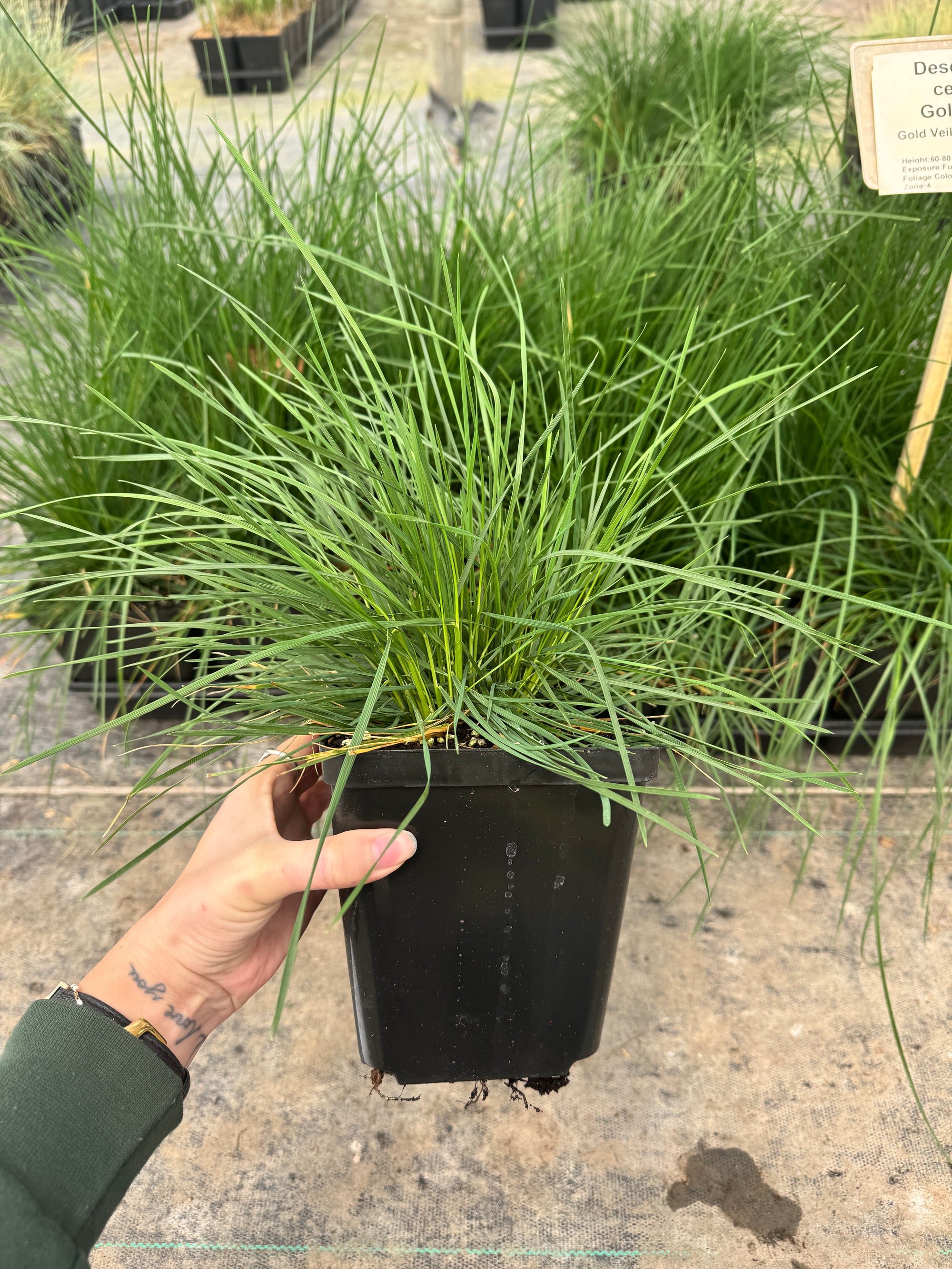 Gold Veil Tufted Hair Grass