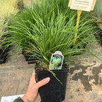 Bronze Tufted Hair Grass