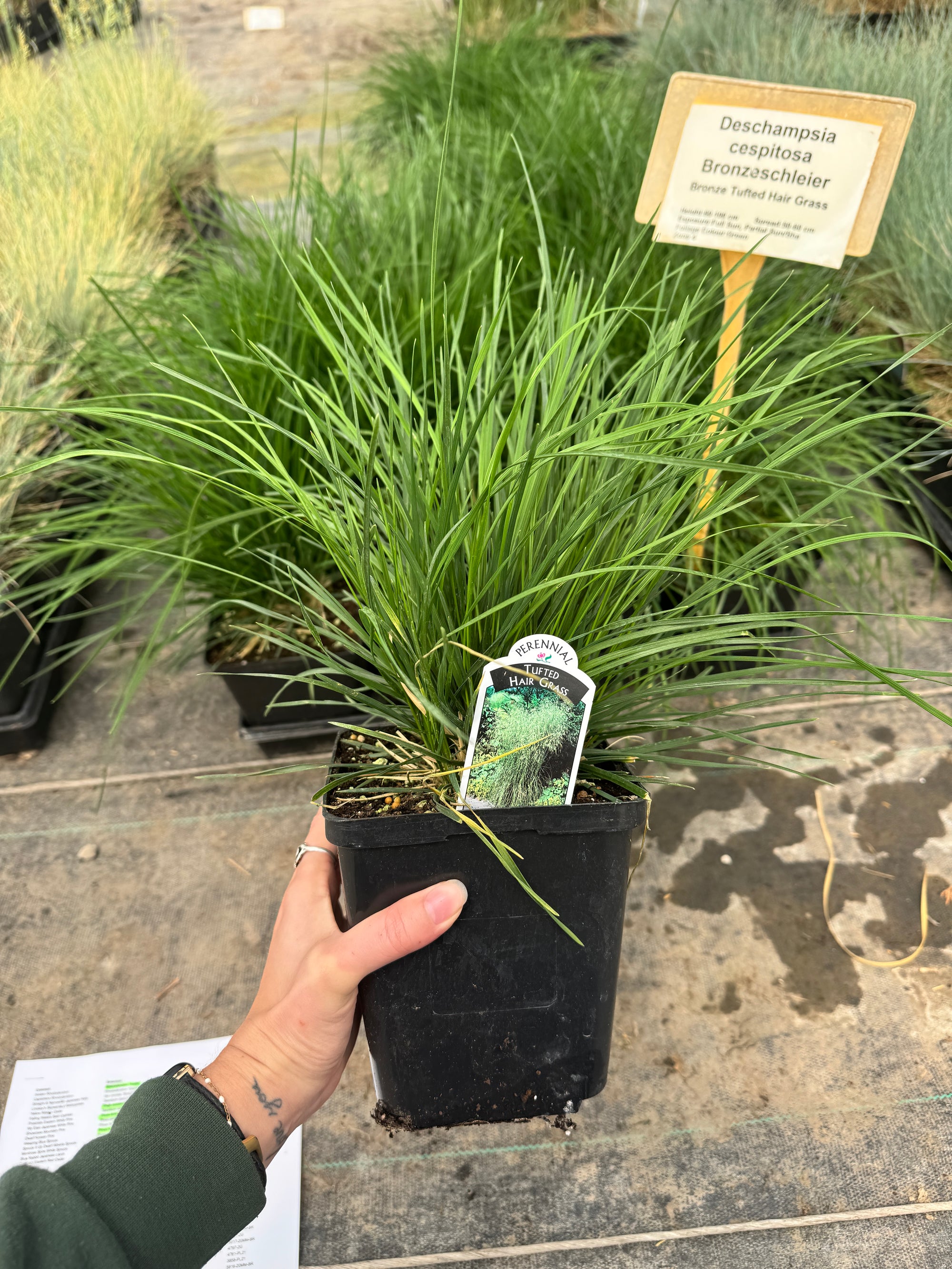 Bronze Tufted Hair Grass
