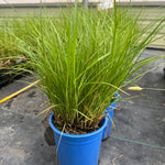Bebb's Sedge