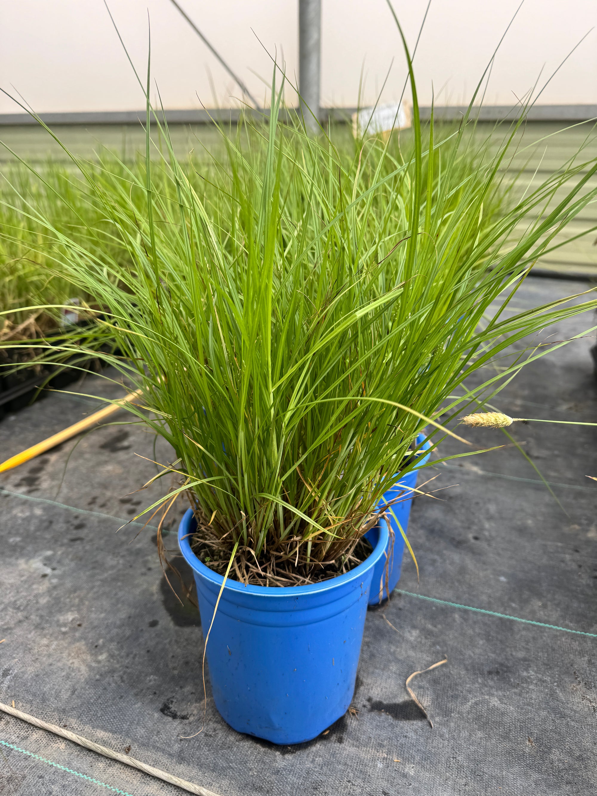 Bebb's Sedge