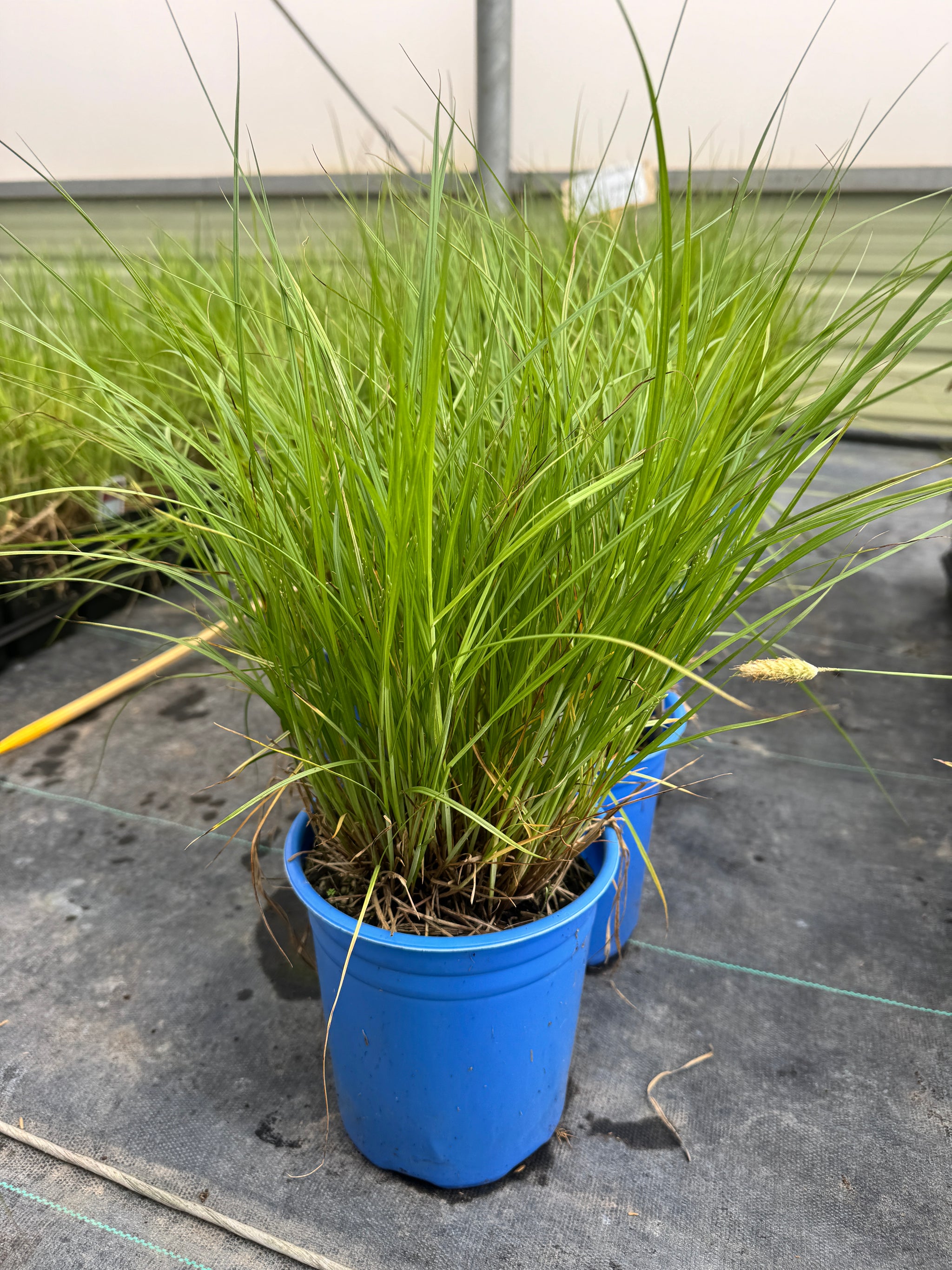 Bebb's Sedge