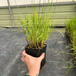 Fox Sedge
