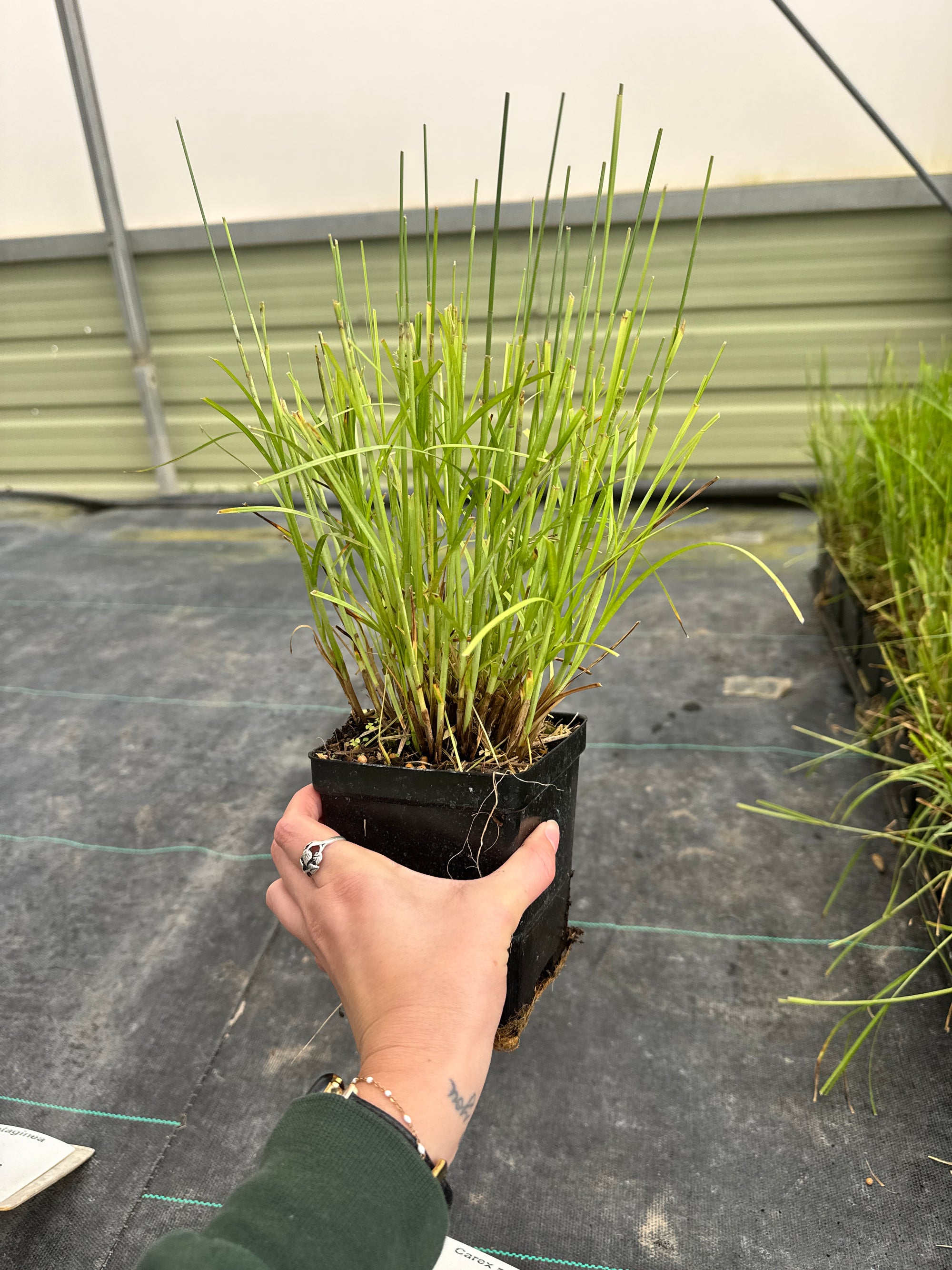Fox Sedge