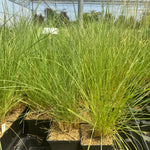 Maire's Fescue