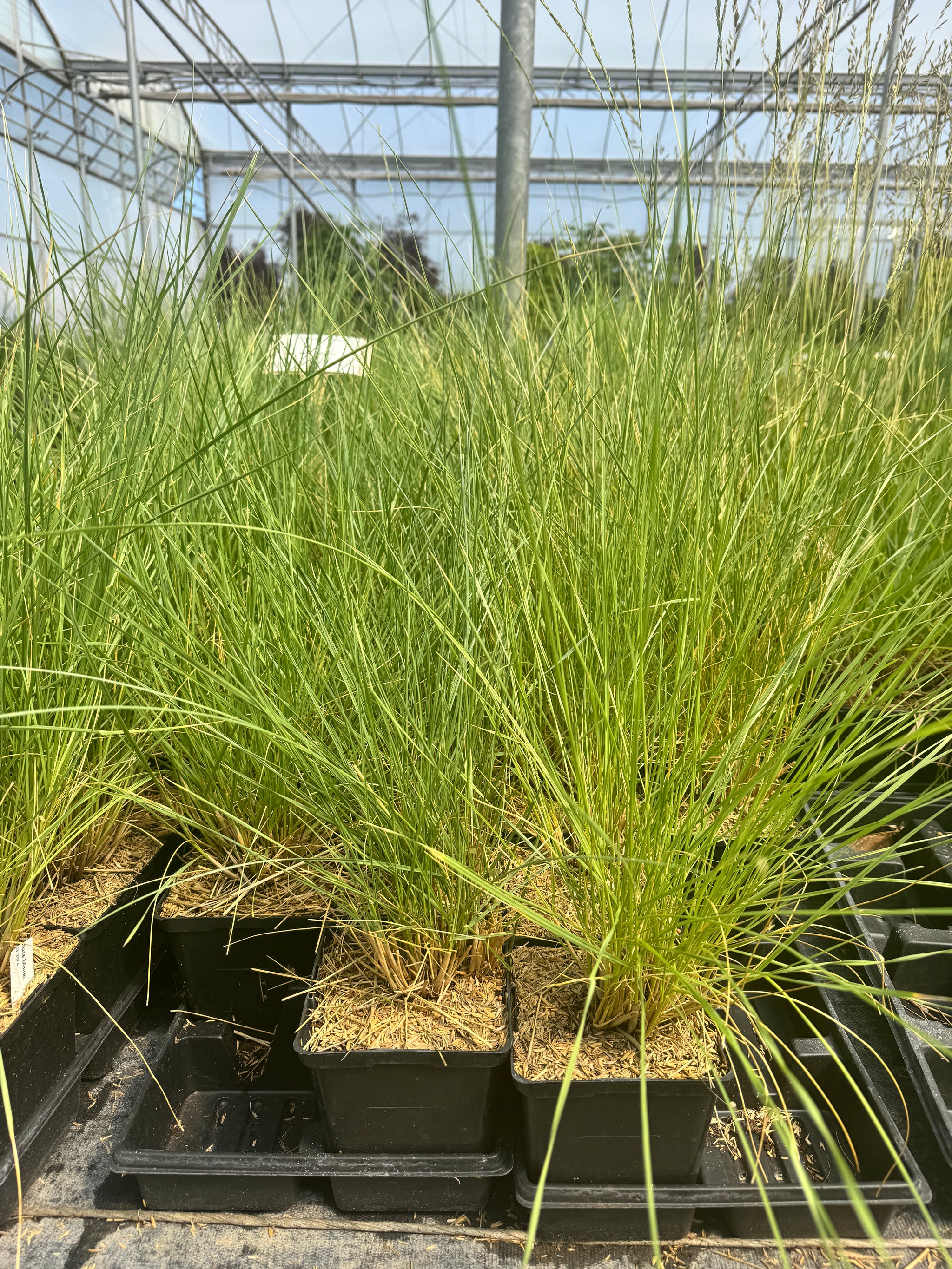 Maire's Fescue