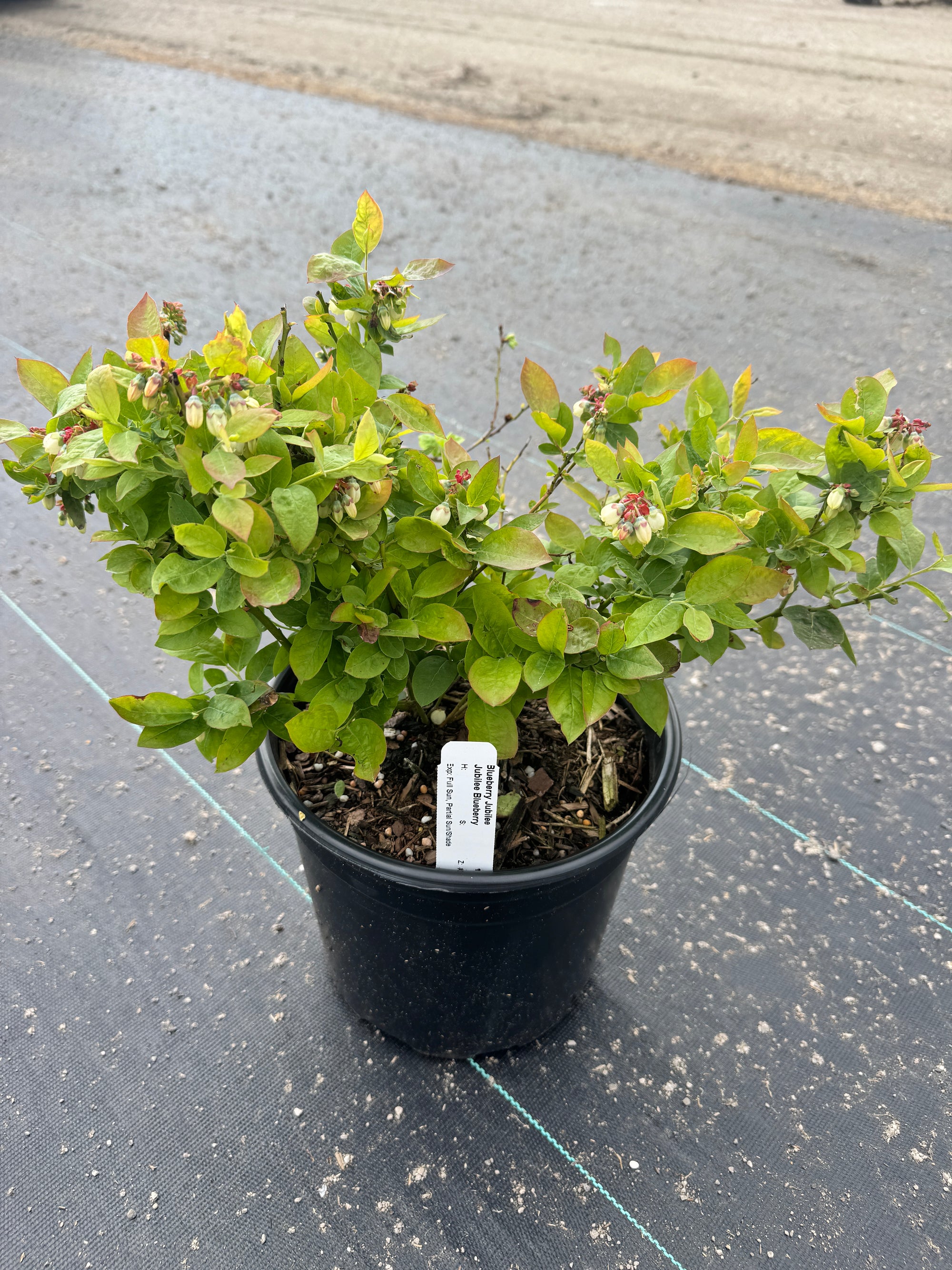 Jubilee Blueberry