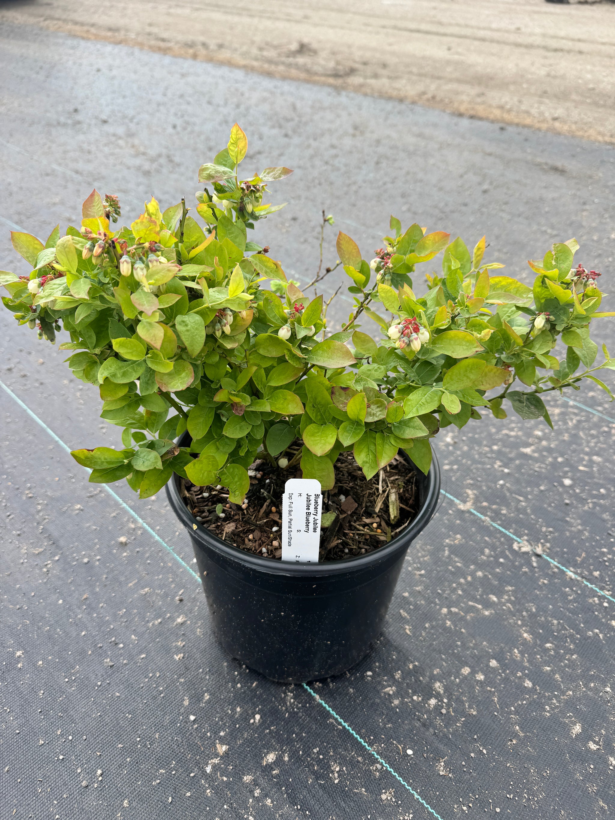 Jubilee Blueberry
