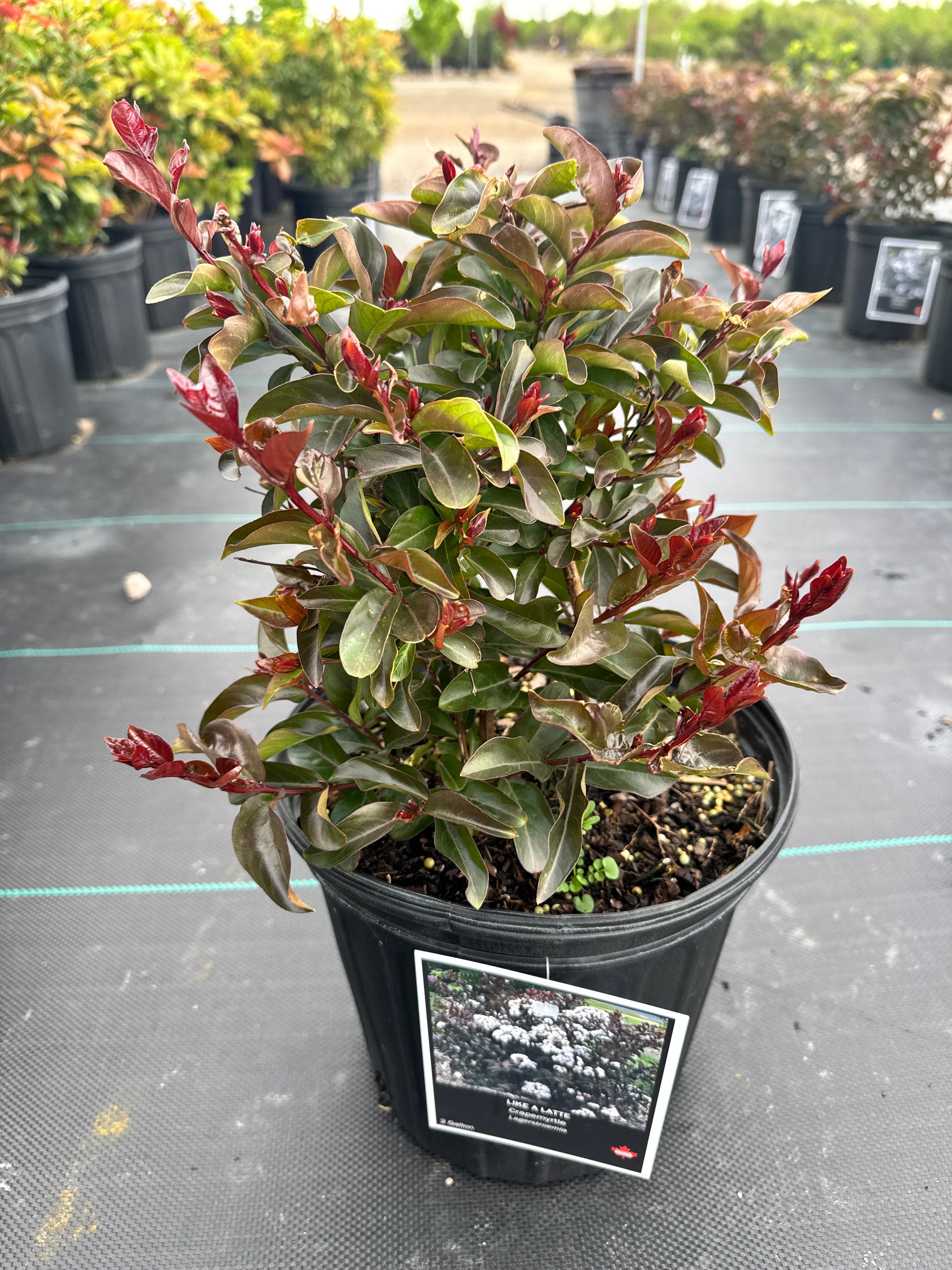 Like a Latte Crapemyrtle