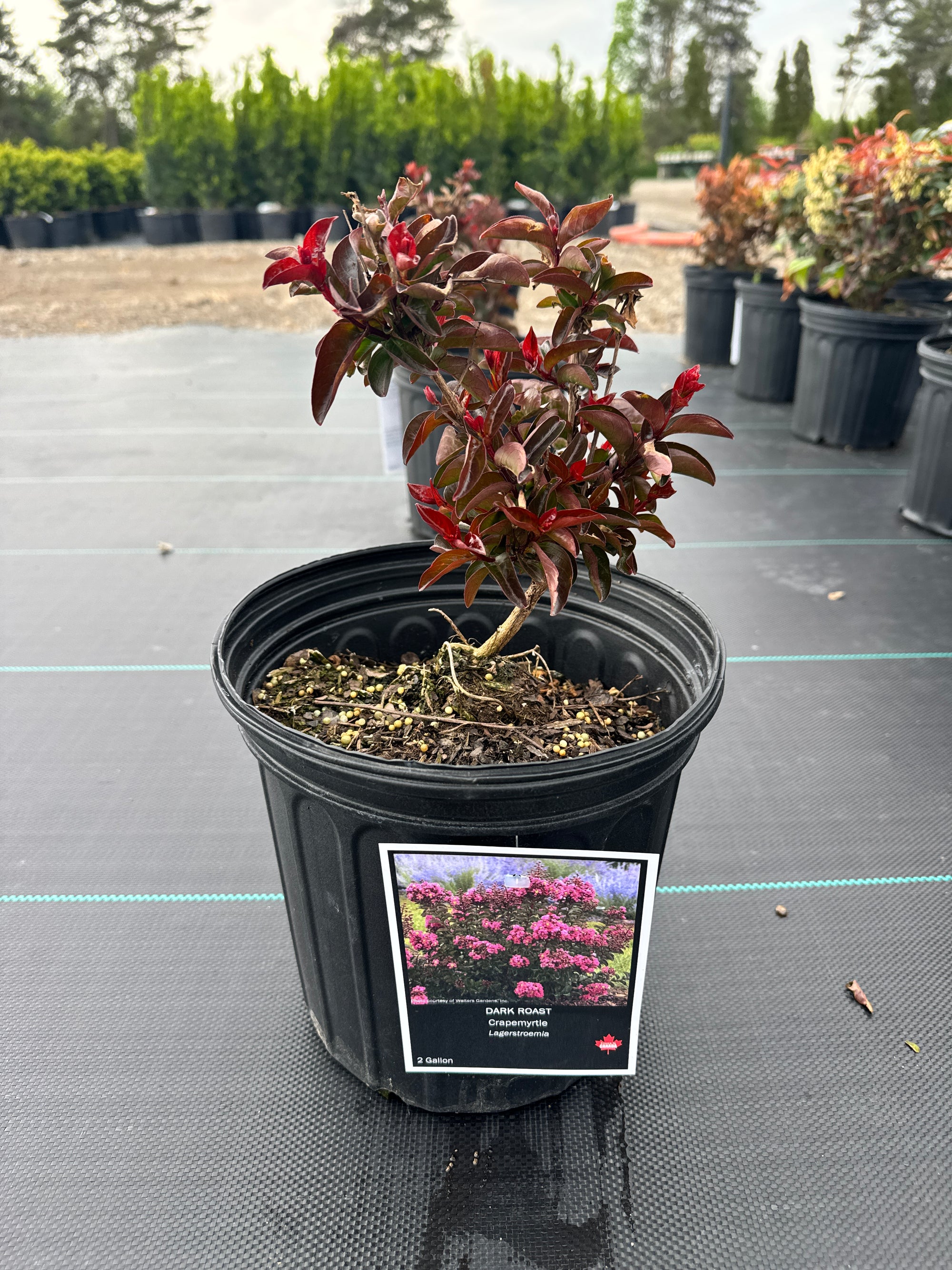 Dark Roast Crapemyrtle