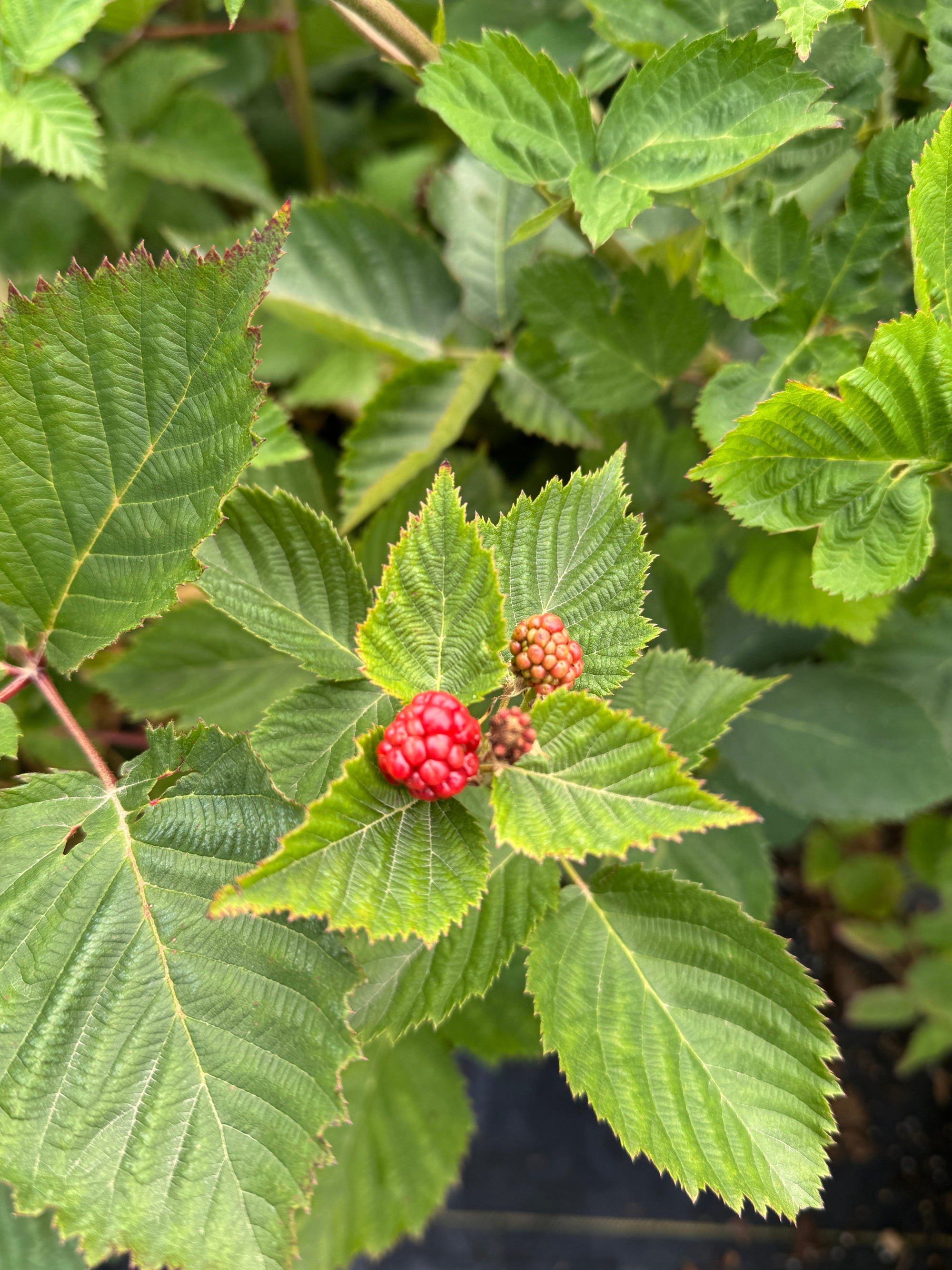 Triple Crown Thornless Blackberry