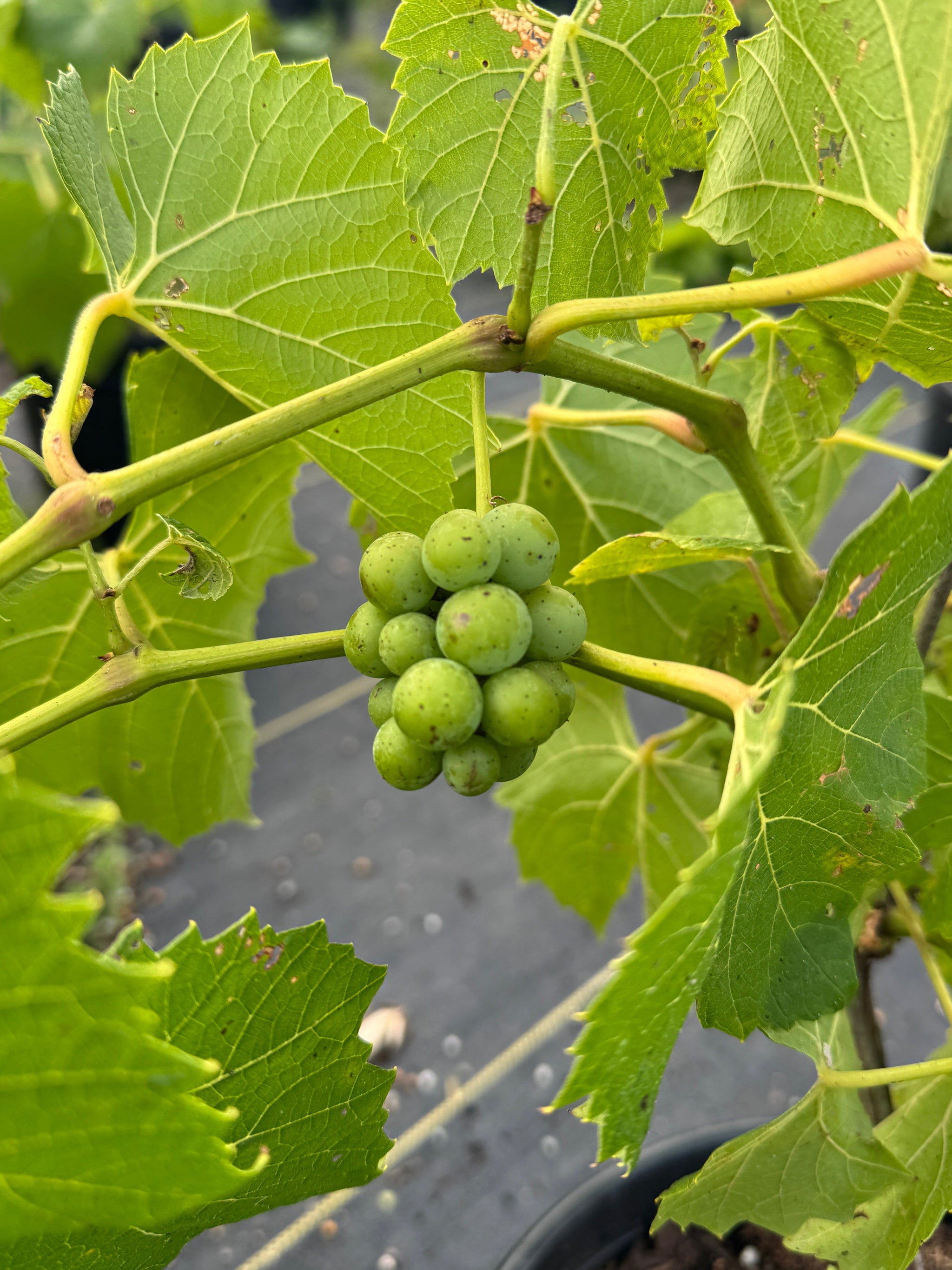 Brianna Grape