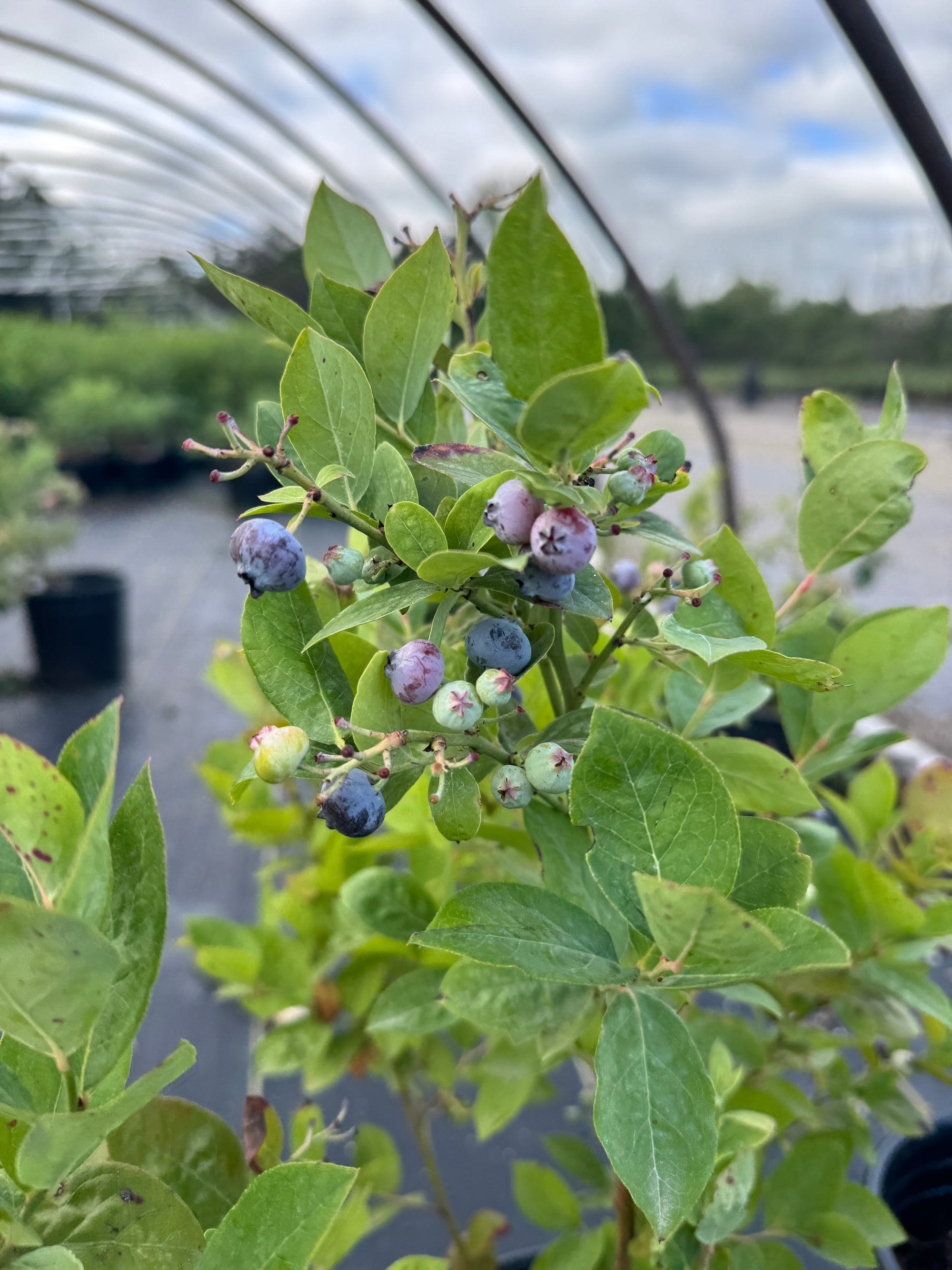 Jubilee Blueberry