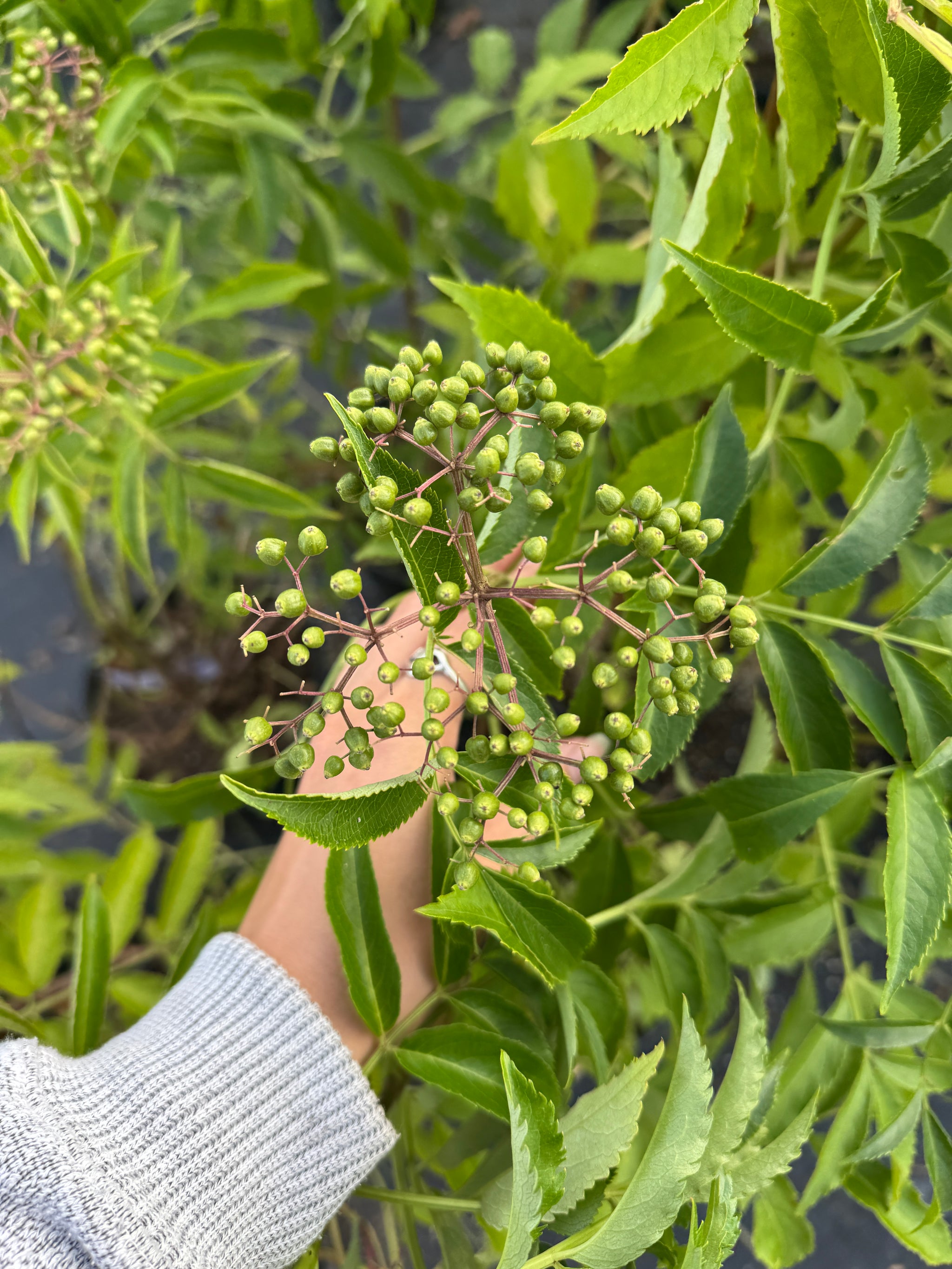 Victoria Elderberry
