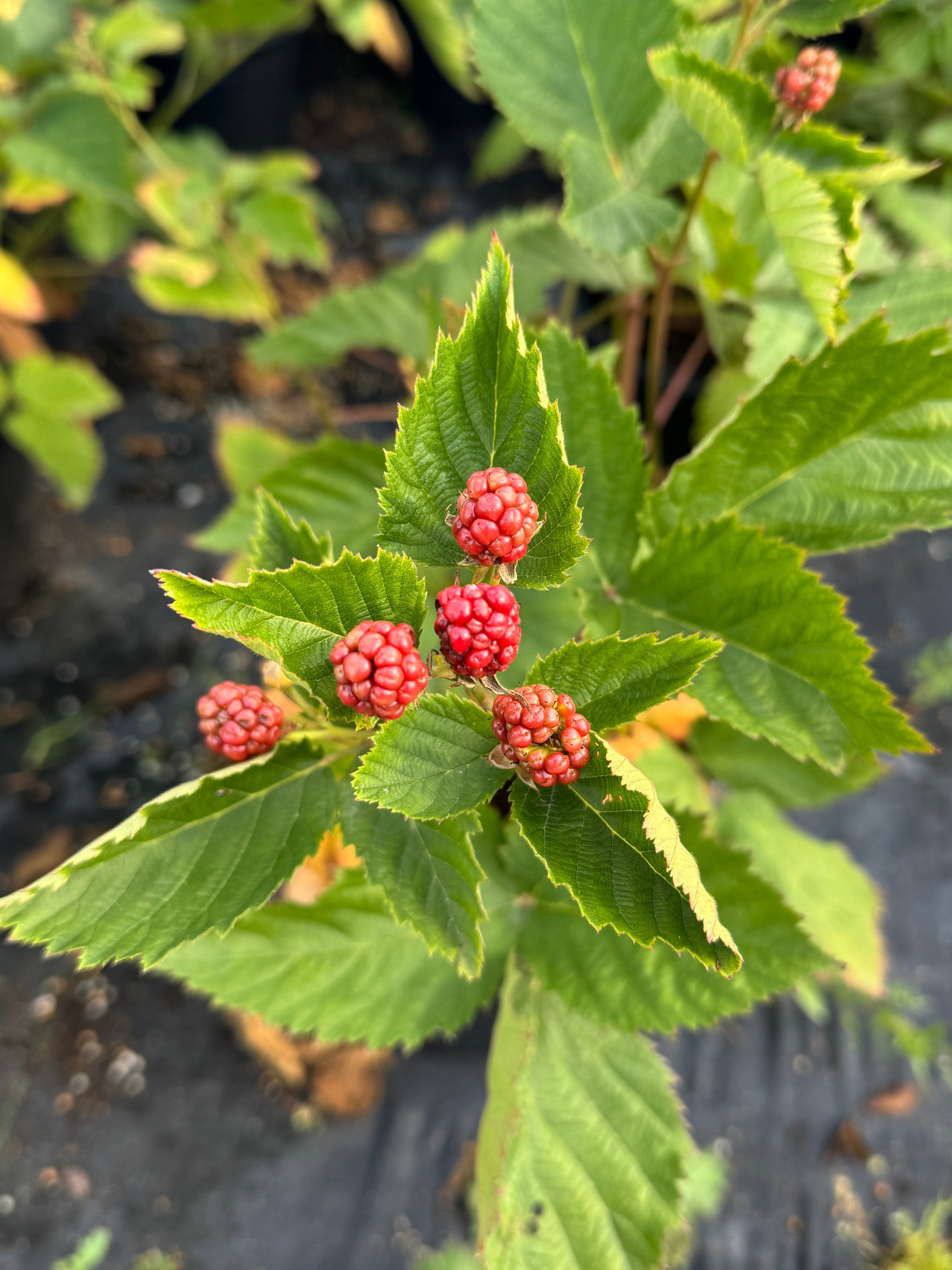 Triple Crown Thornless Blackberry