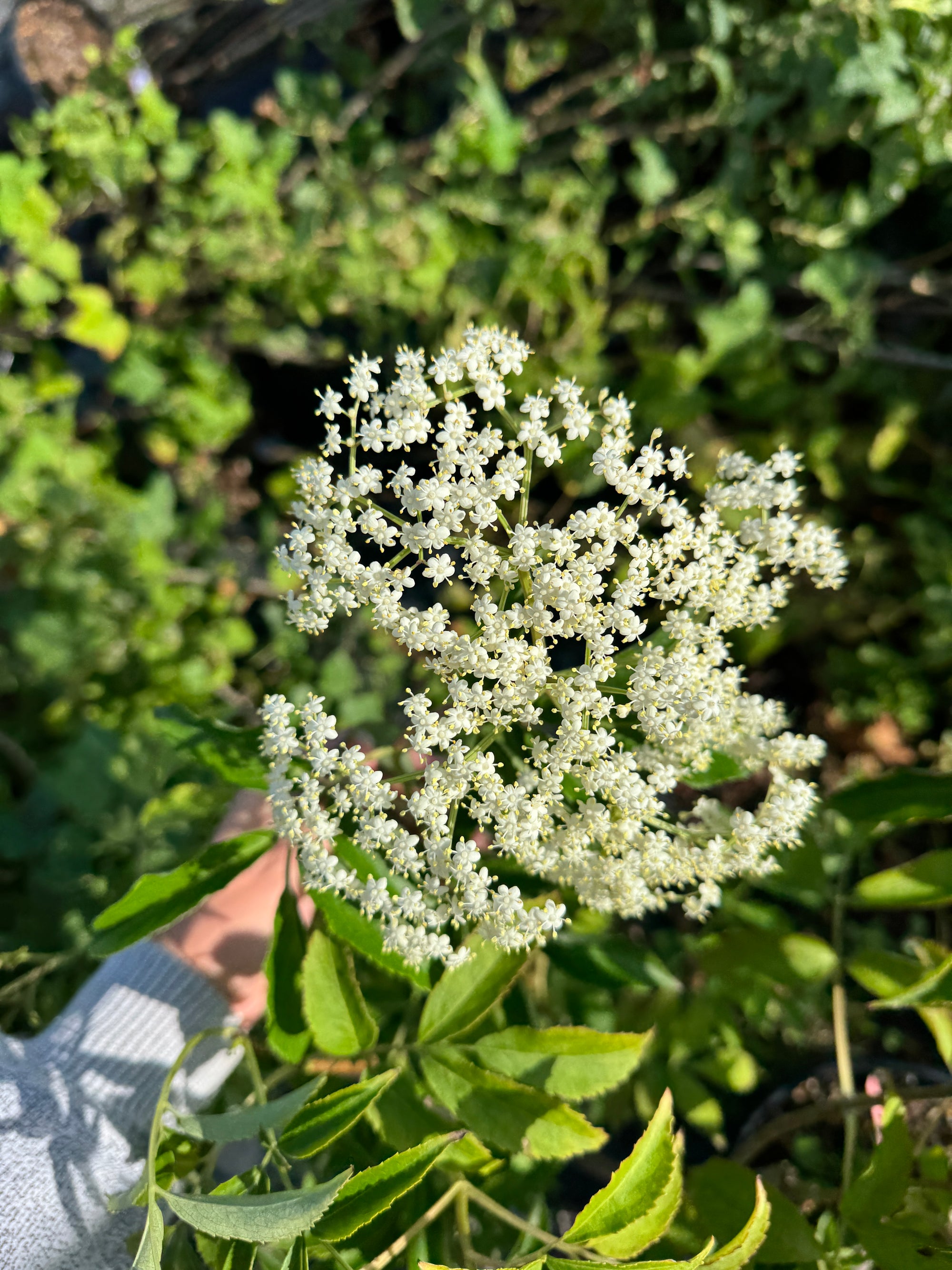 York Elderberry