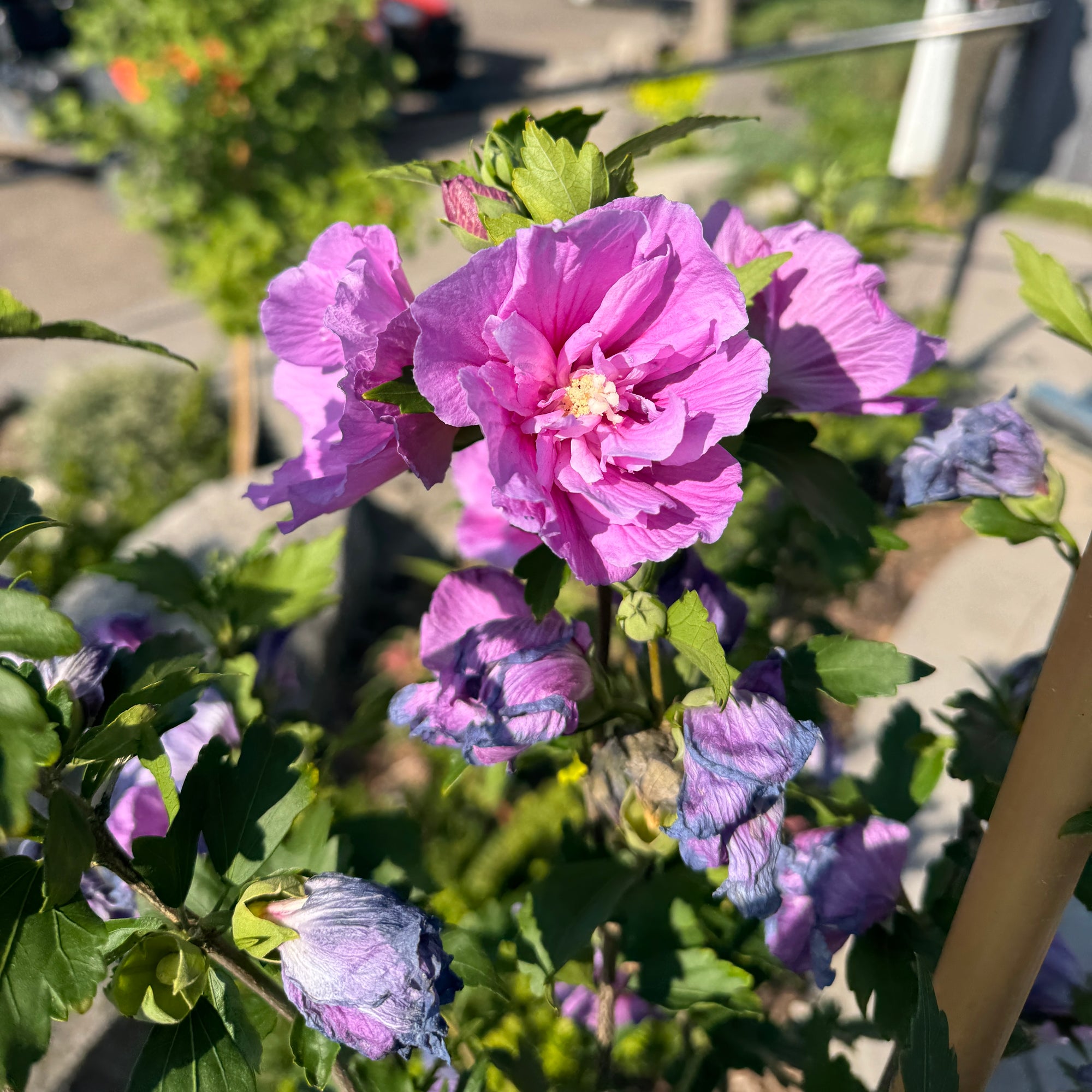 Dark Lavender Chiffon® Rose of Sharon
