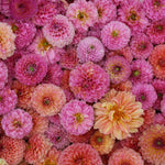 Fruit Cocktail Dahlia Bundle