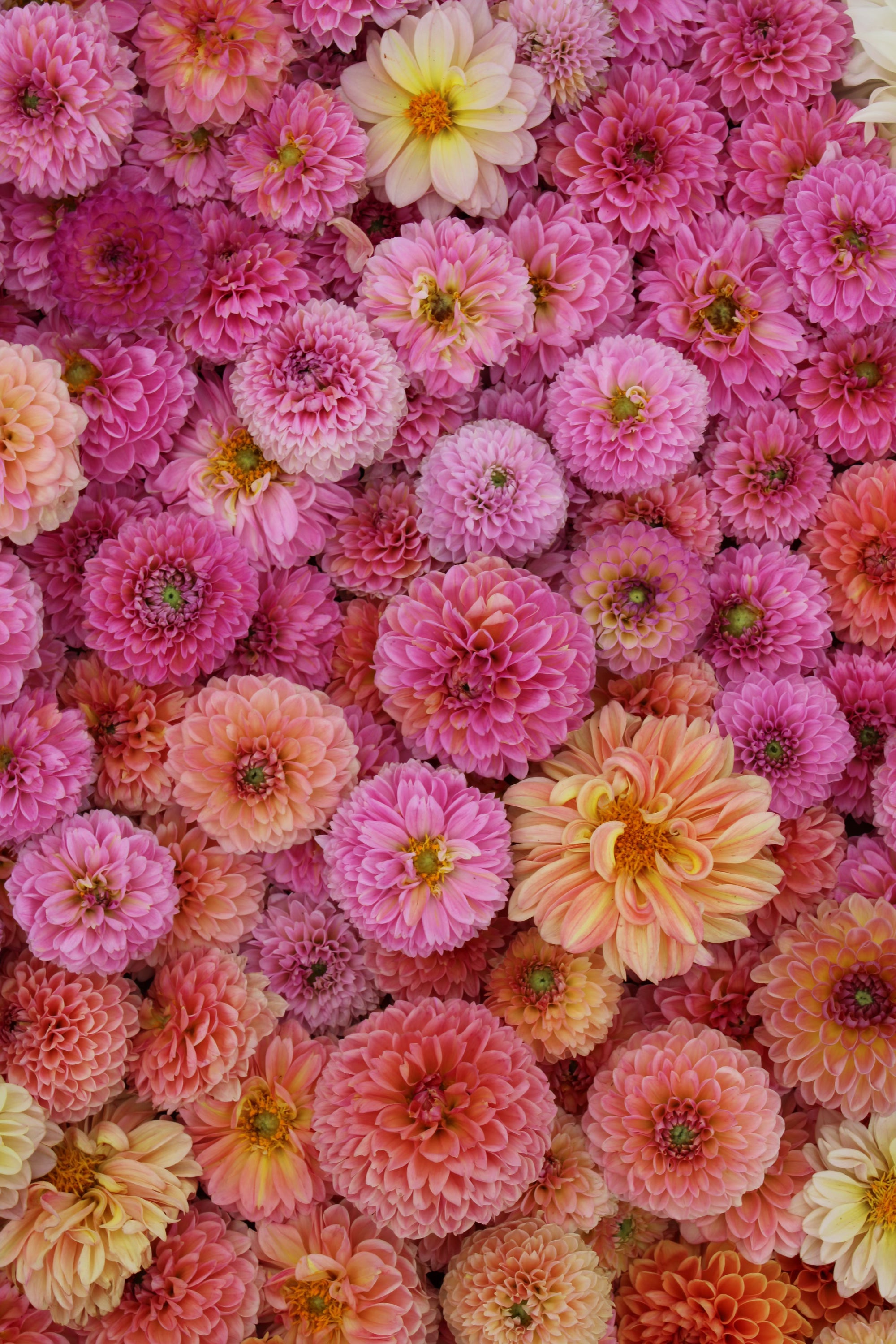 Fruit Cocktail Dahlia Bundle