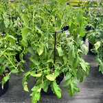 Homeslice Tomato