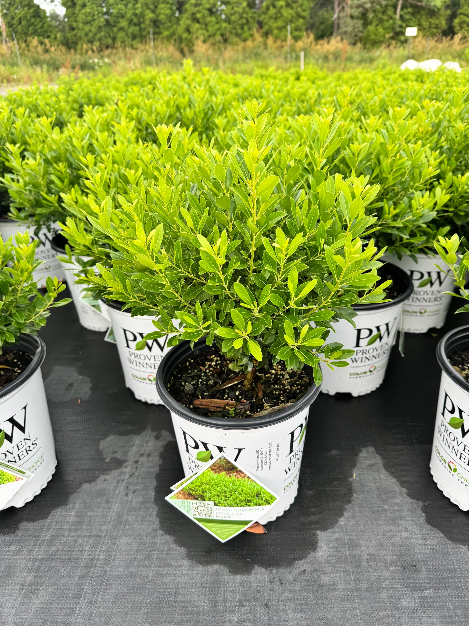 Strongbox® Inkberry Holly