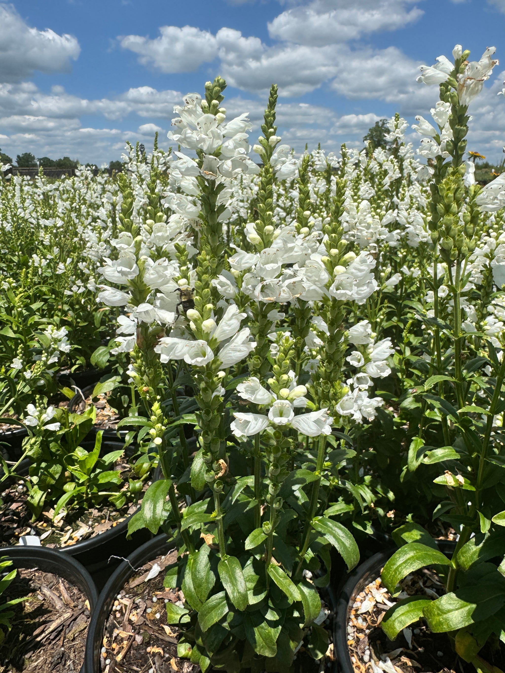 False Dragonhead Miss Manners