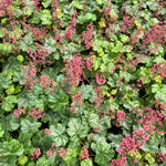 Coral Bells