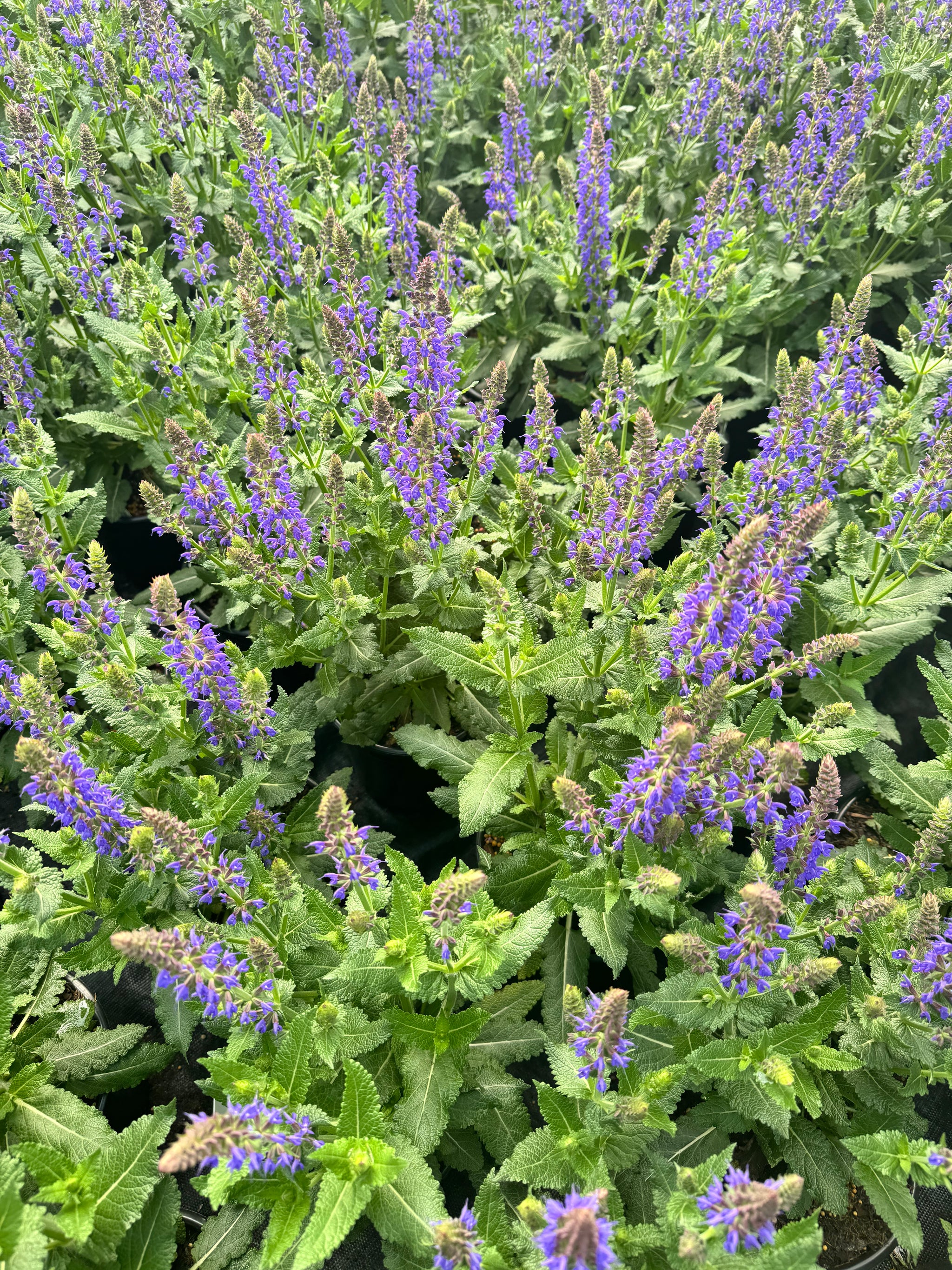 Meadow Sage