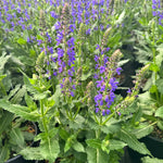 Meadow Sage