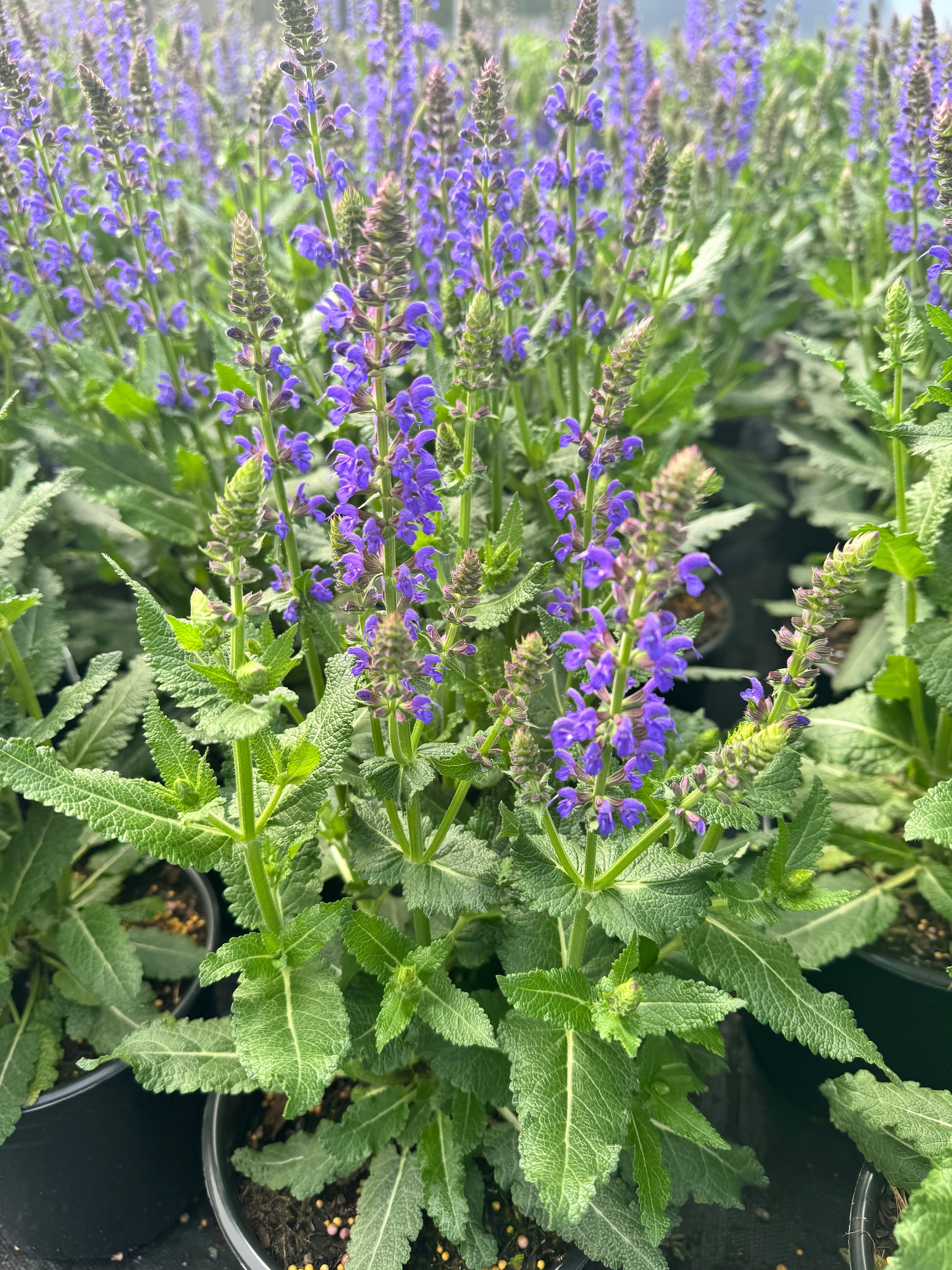 Meadow Sage