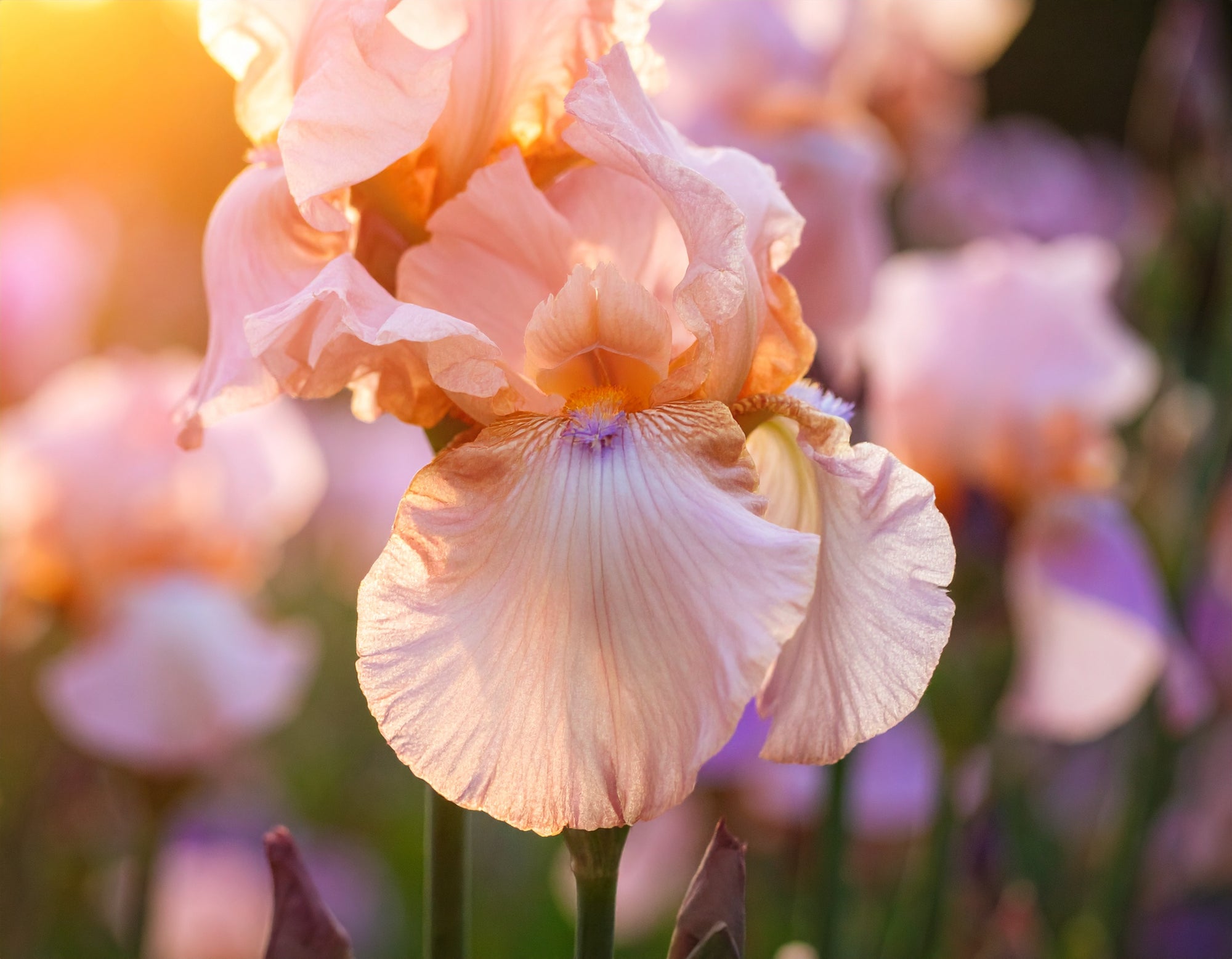 Standard Dwarf Bearded Iris Volts