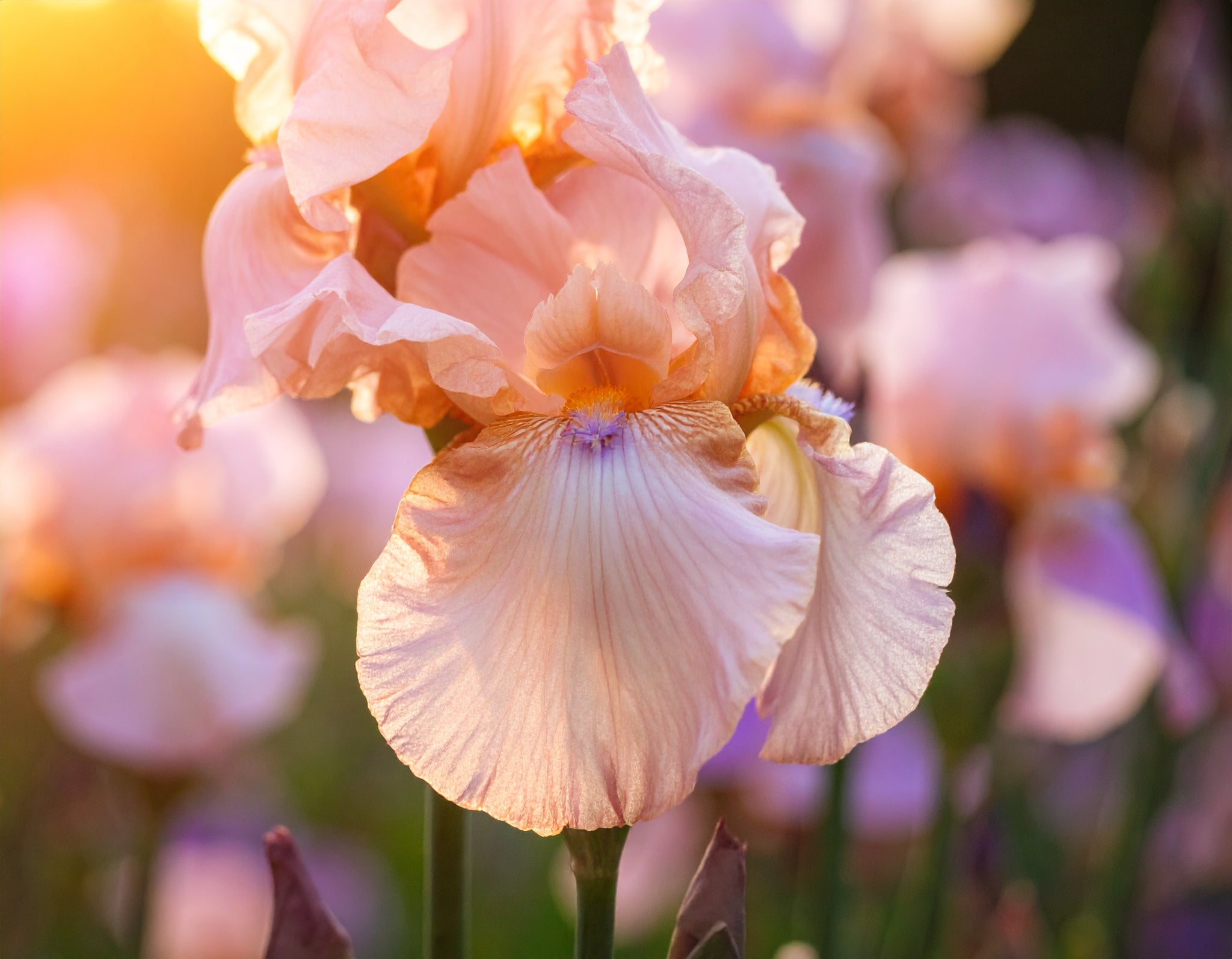Standard Dwarf Bearded Iris Volts
