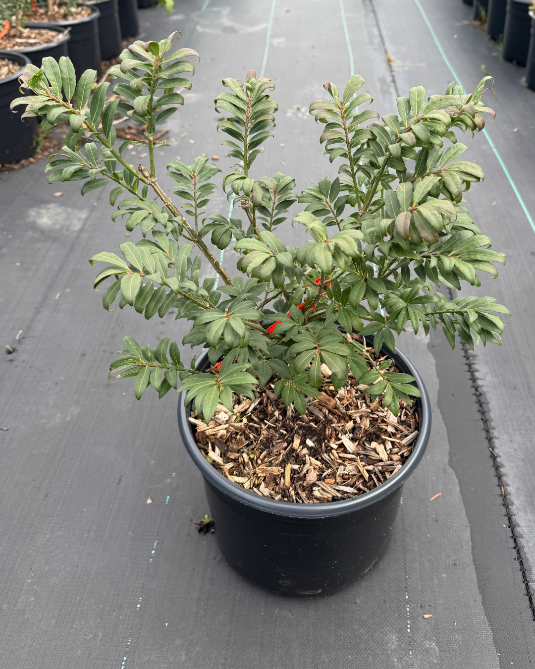 Little Moses Burning Bush