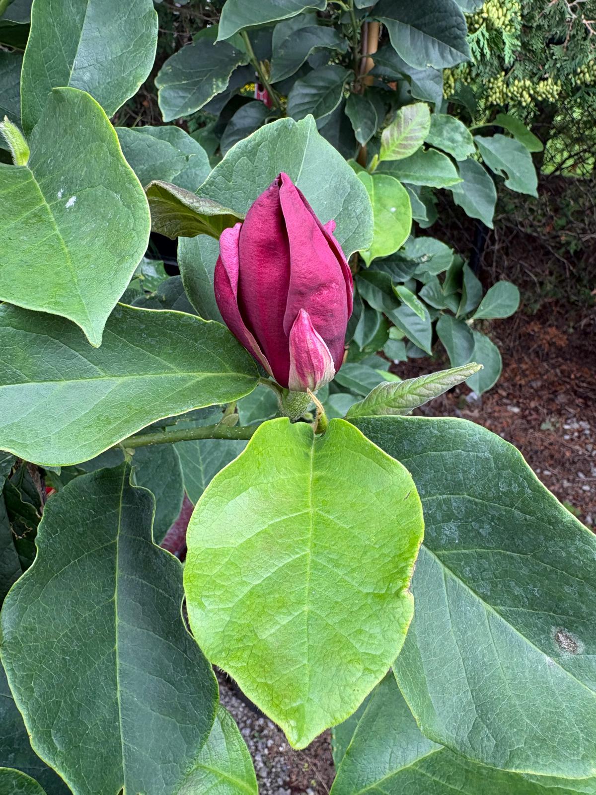 Genie Magnolia