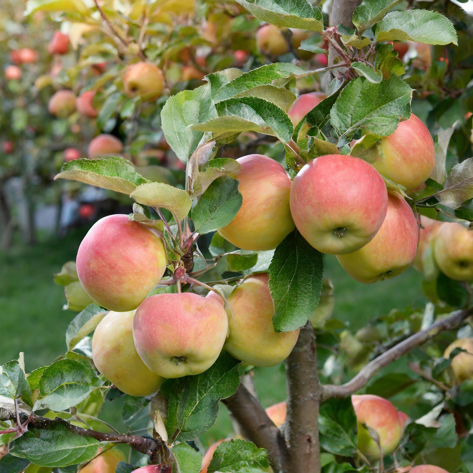 Smoothee Apple